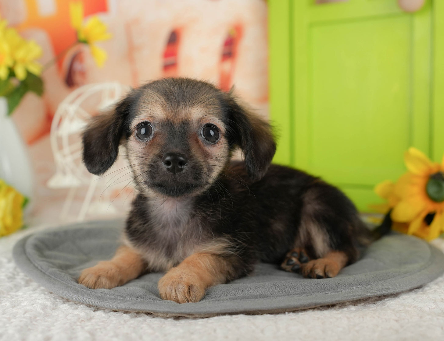 チワックス | 女の子 | シェーデッドレッド | 2025年10月3日