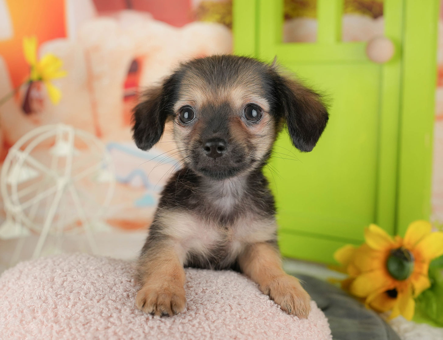 チワックス | 女の子 | シェーデッドレッド | 2025年10月3日