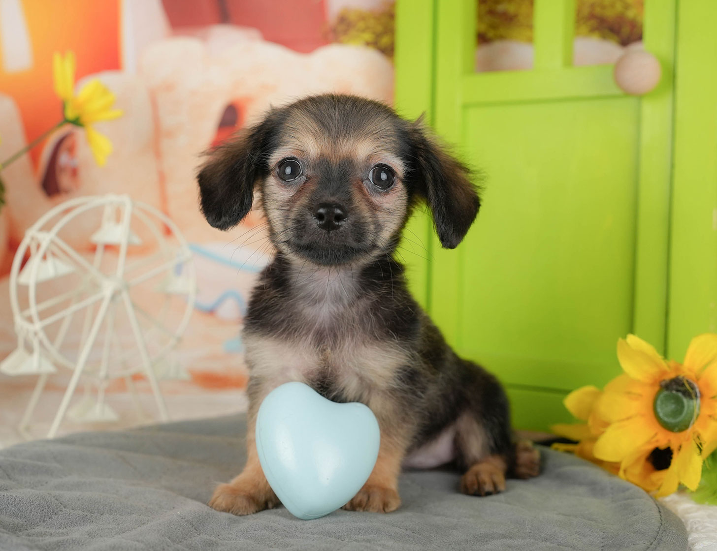 チワックス | 女の子 | シェーデッドレッド | 2025年10月3日