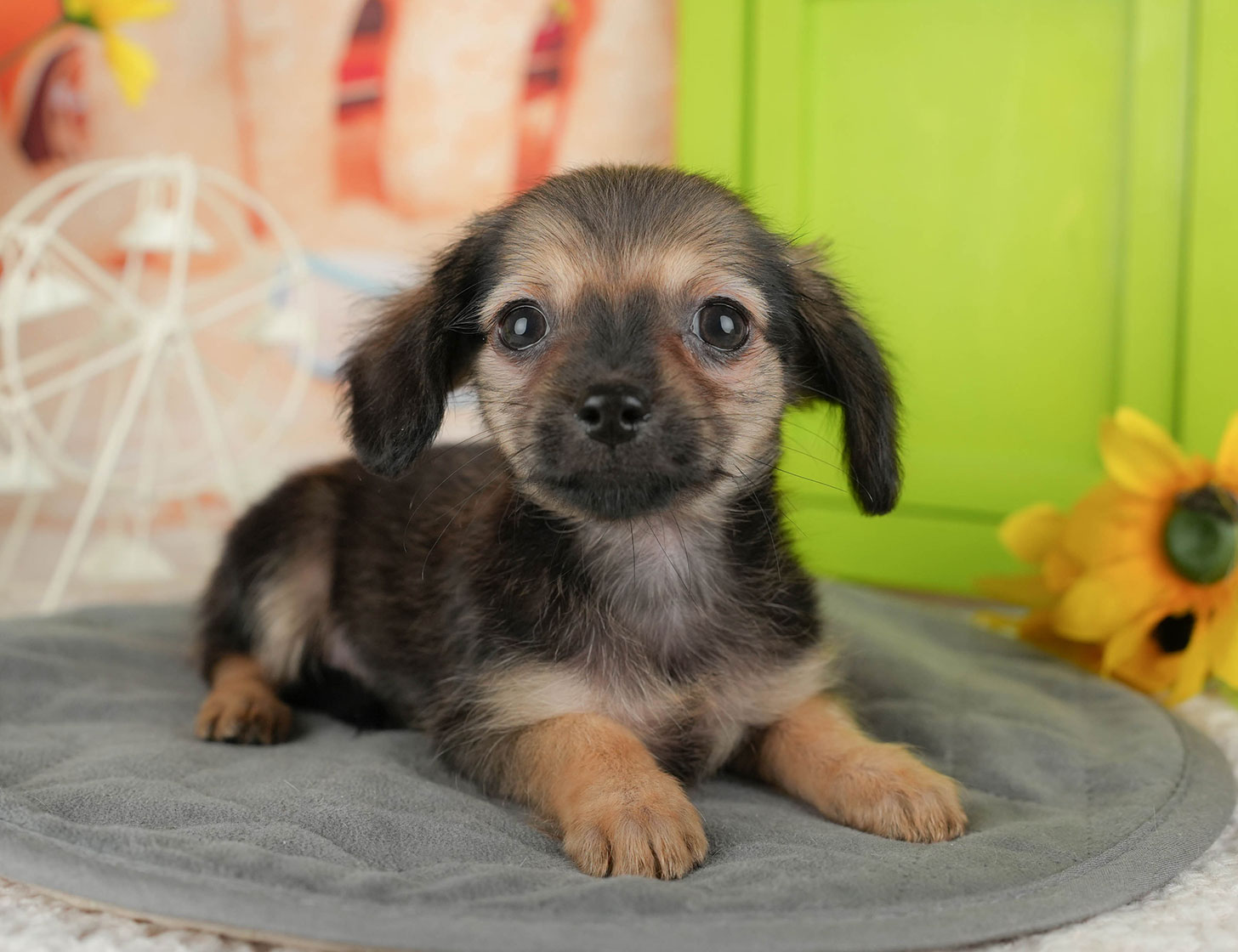 チワックス | 女の子 | シェーデッドレッド | 2025年10月3日