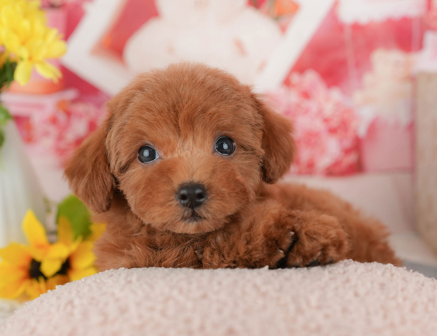 トイ・プードル | 女の子 | レッド | 2025年10月4日