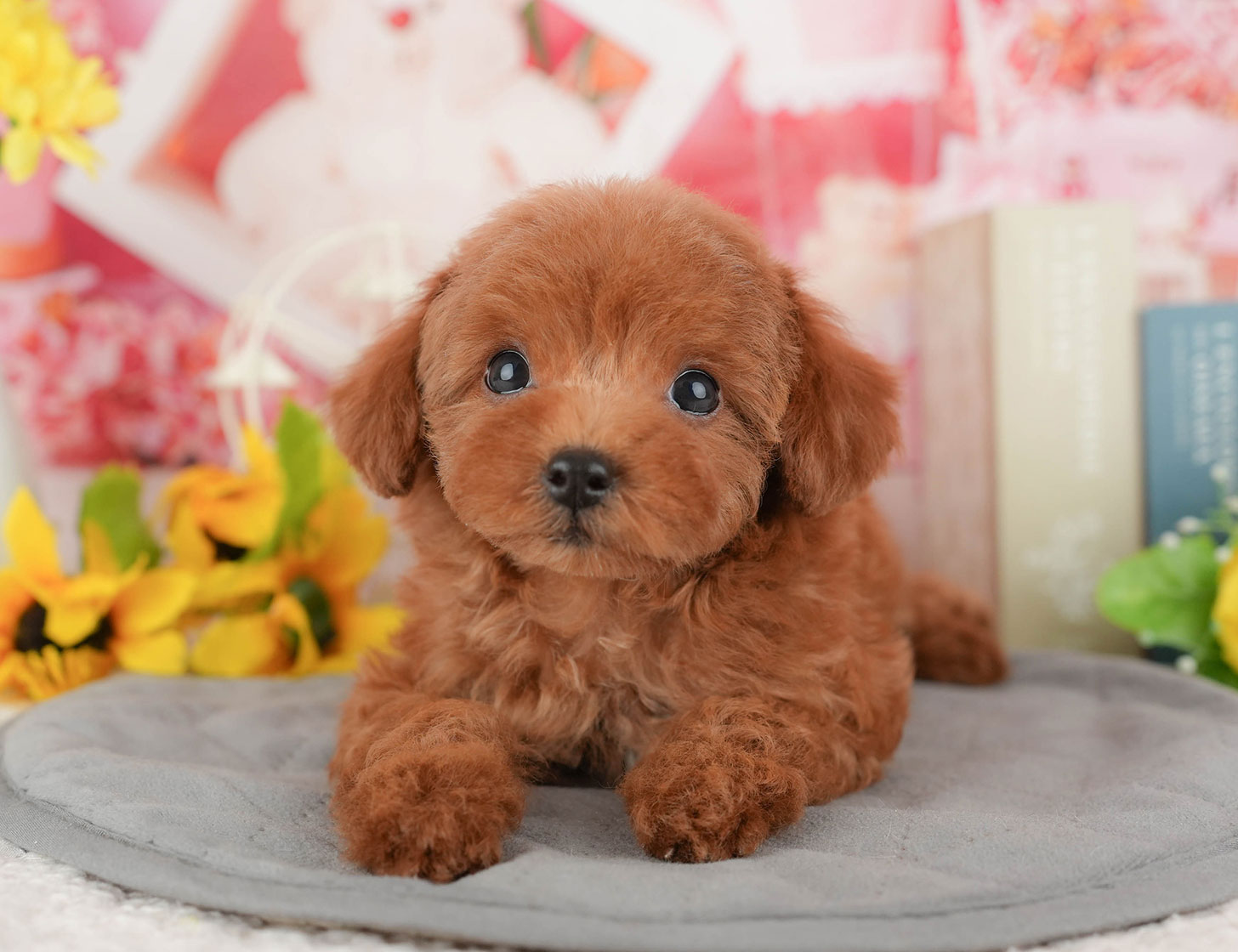 トイ・プードル | 女の子 | レッド | 2025年10月4日