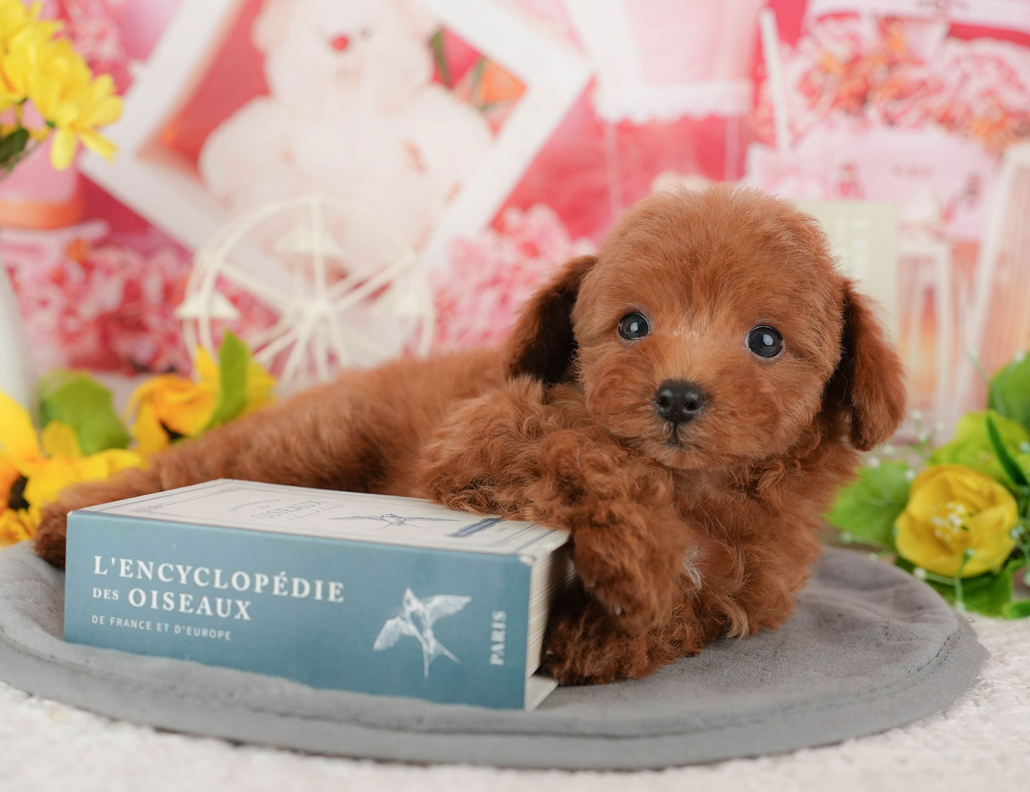 トイ・プードル | 女の子 | レッド | 2025年10月4日