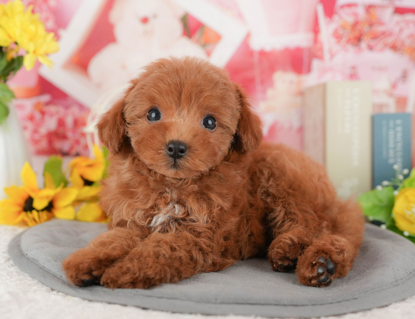 トイ・プードル | 女の子 | レッド | 2025年10月4日