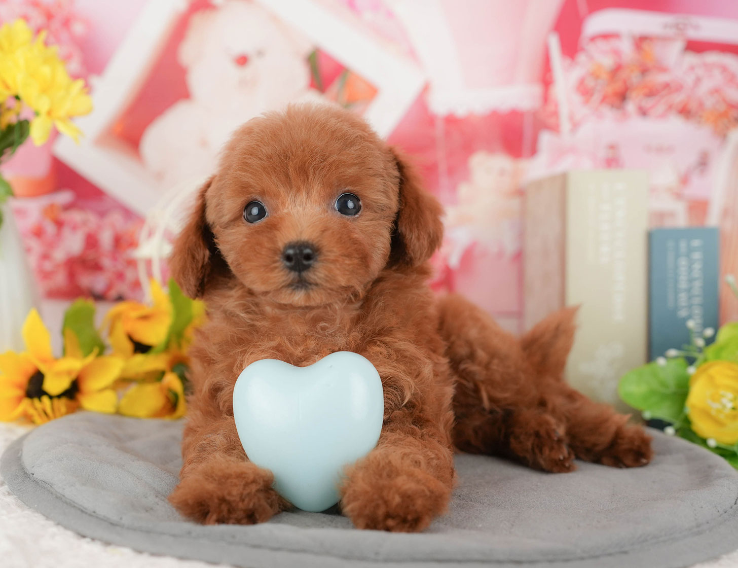 トイ・プードル | 女の子 | レッド | 2025年10月4日