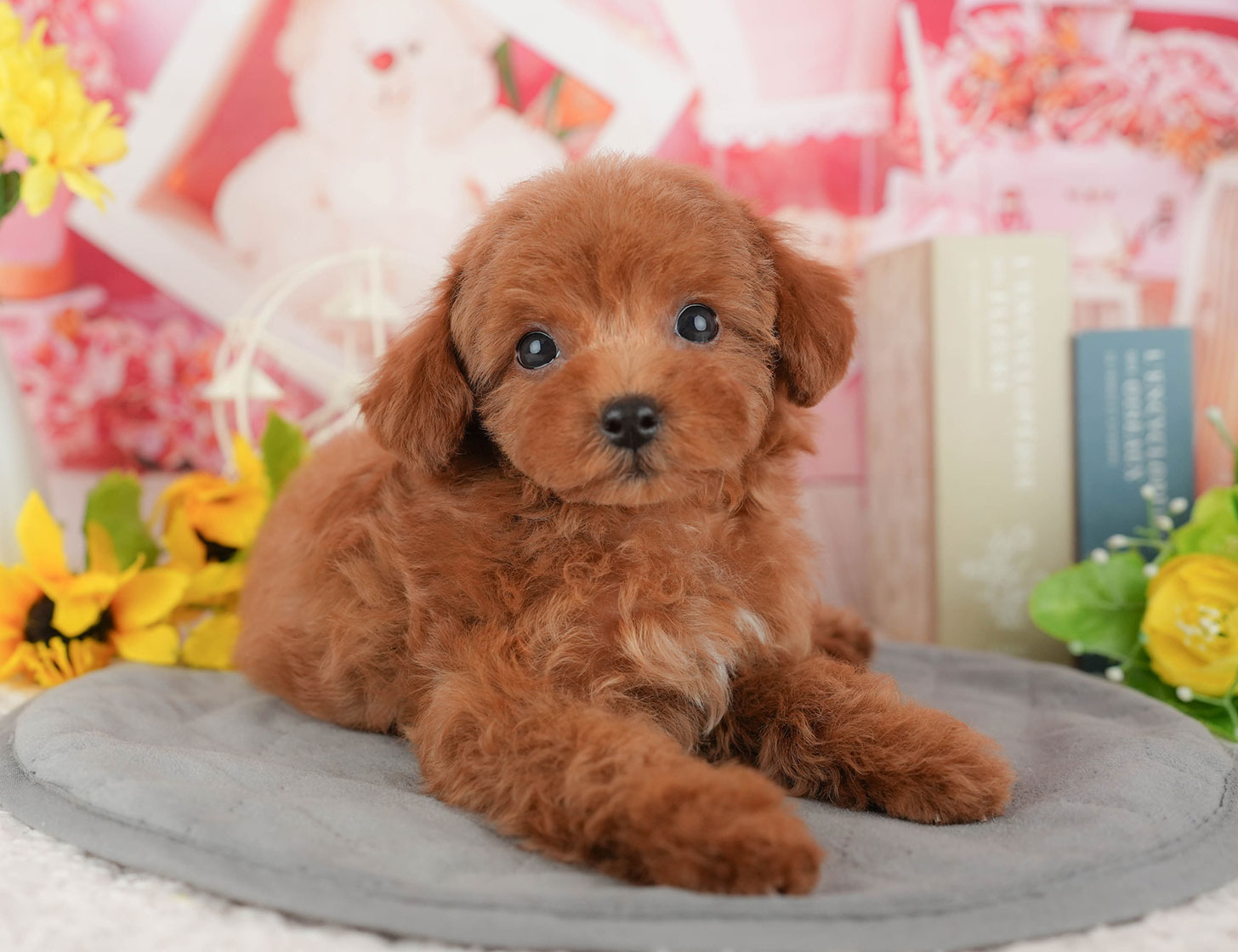 トイ・プードル | 女の子 | レッド | 2025年10月4日