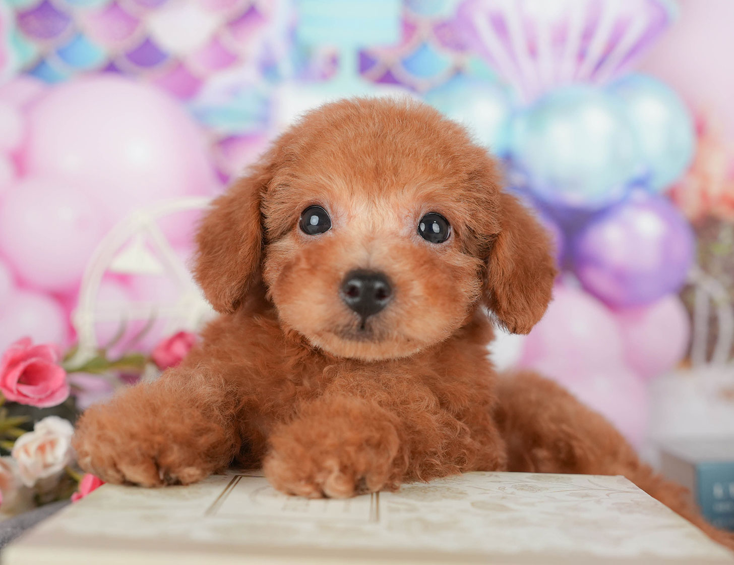 タイニー・プードル | 男の子 | レッド | 2025年10月5日