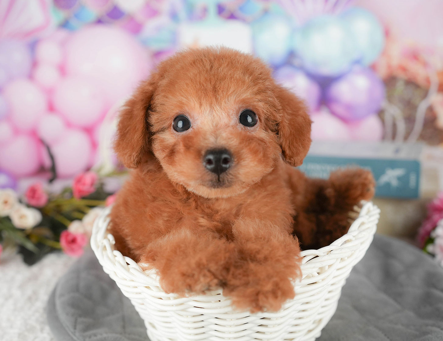 タイニー・プードル | 男の子 | レッド | 2025年10月5日