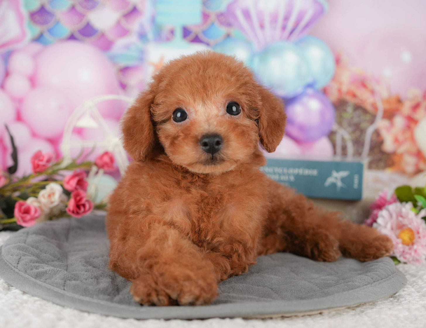 タイニー・プードル | 男の子 | レッド | 2025年10月5日