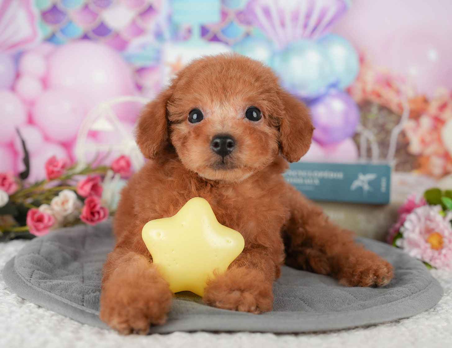 タイニー・プードル | 男の子 | レッド | 2025年10月5日