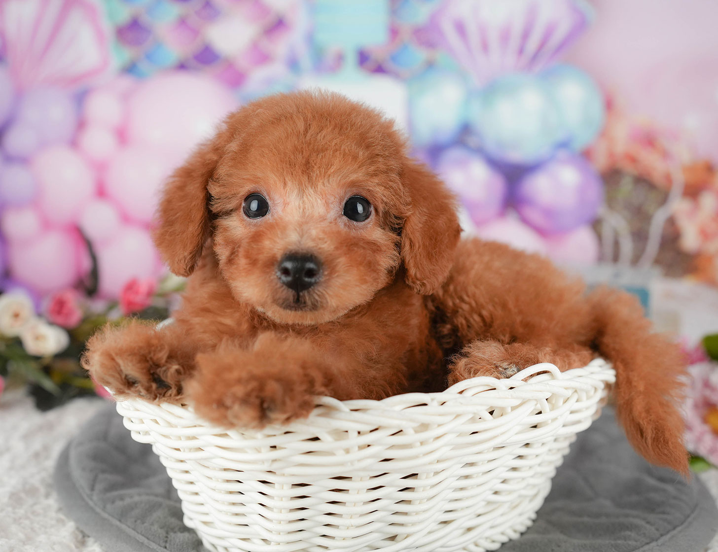 タイニー・プードル | 男の子 | レッド | 2025年10月5日