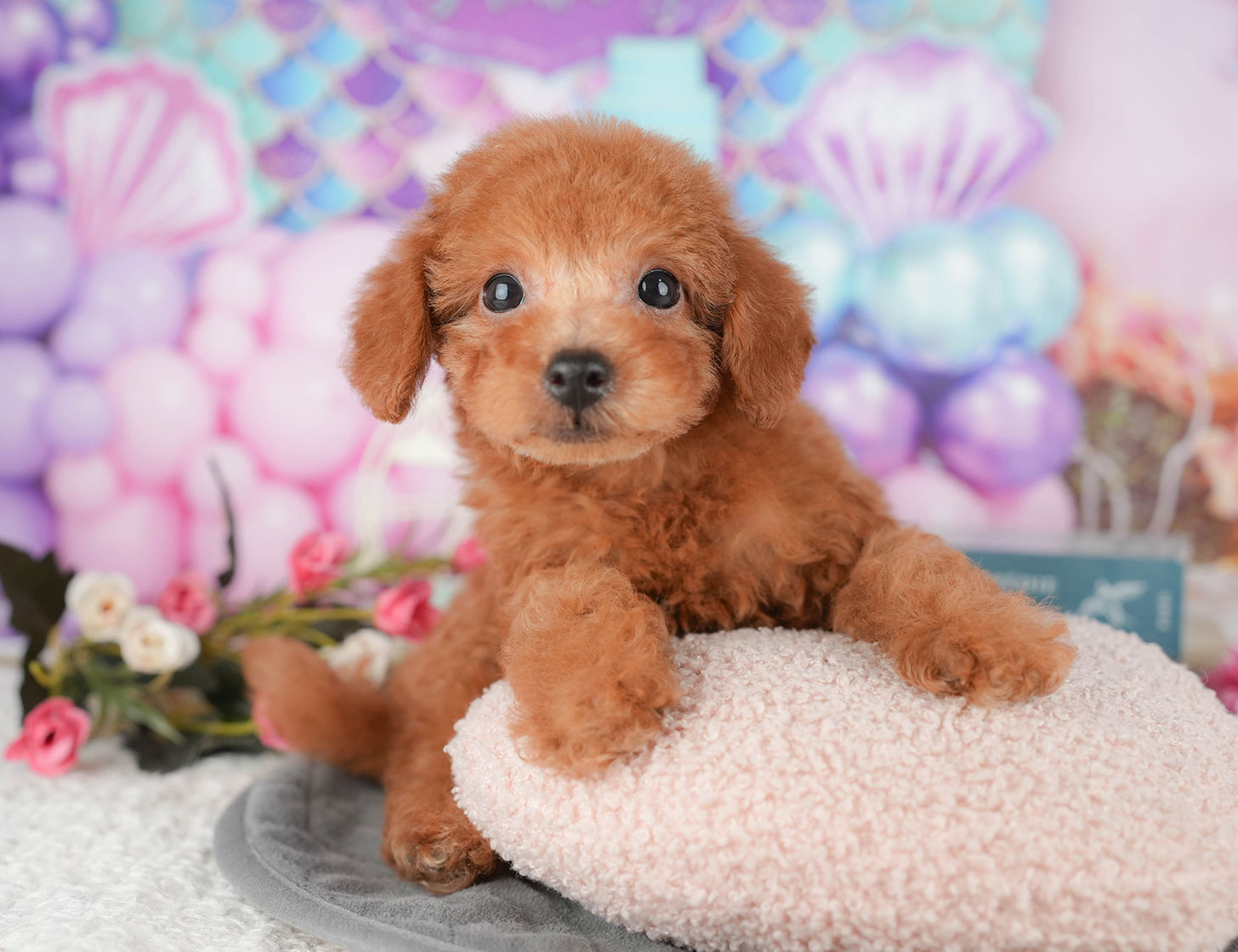 タイニー・プードル | 男の子 | レッド | 2025年10月5日