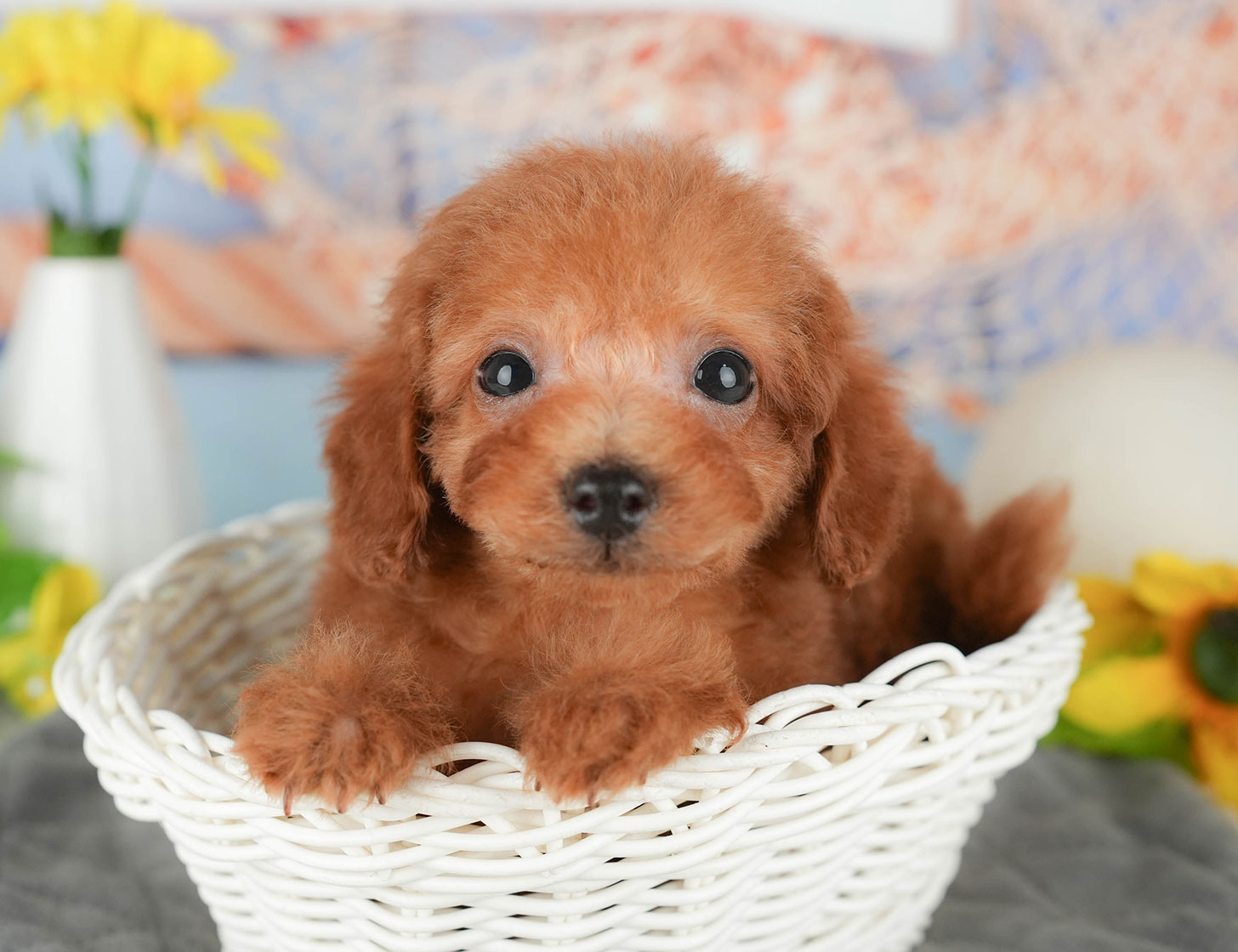 タイニー・プードル | 男の子 | レッド | 2025年10月5日