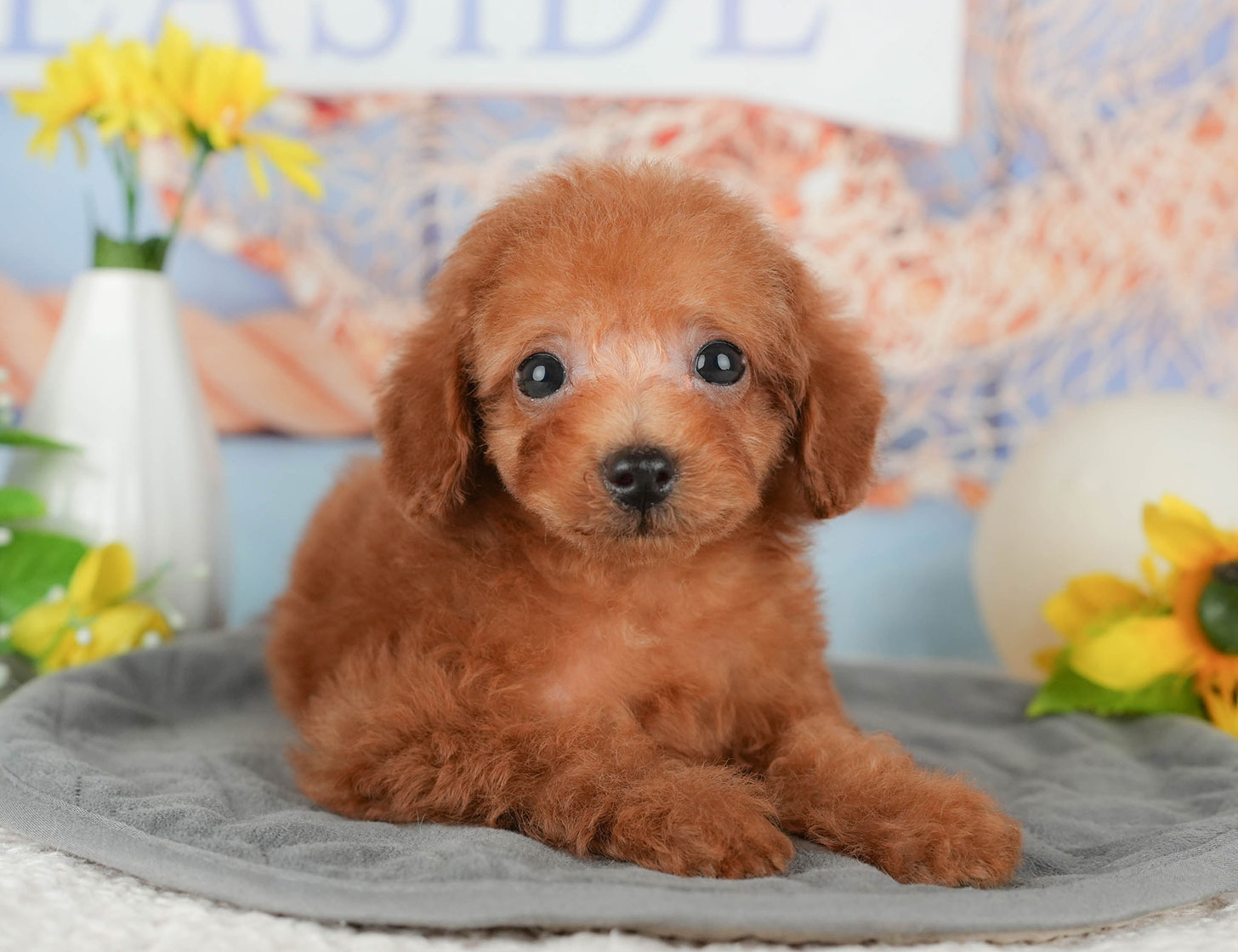 タイニー・プードル | 男の子 | レッド | 2025年10月5日