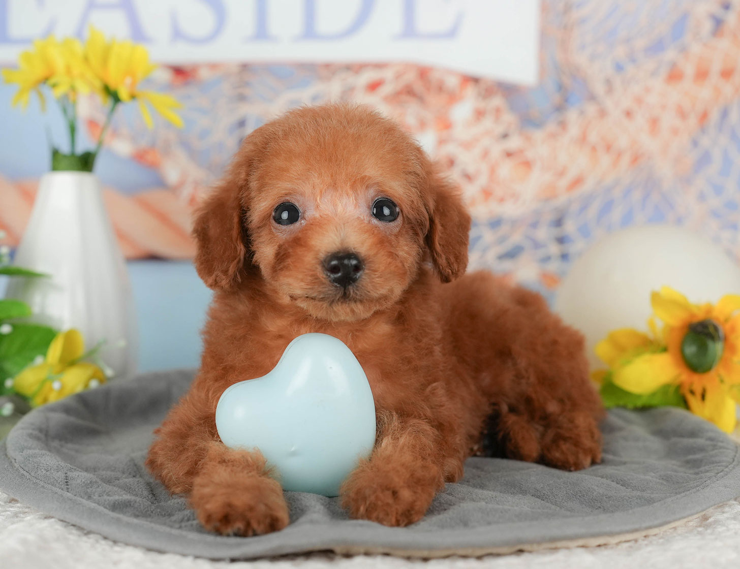 タイニー・プードル | 男の子 | レッド | 2025年10月5日