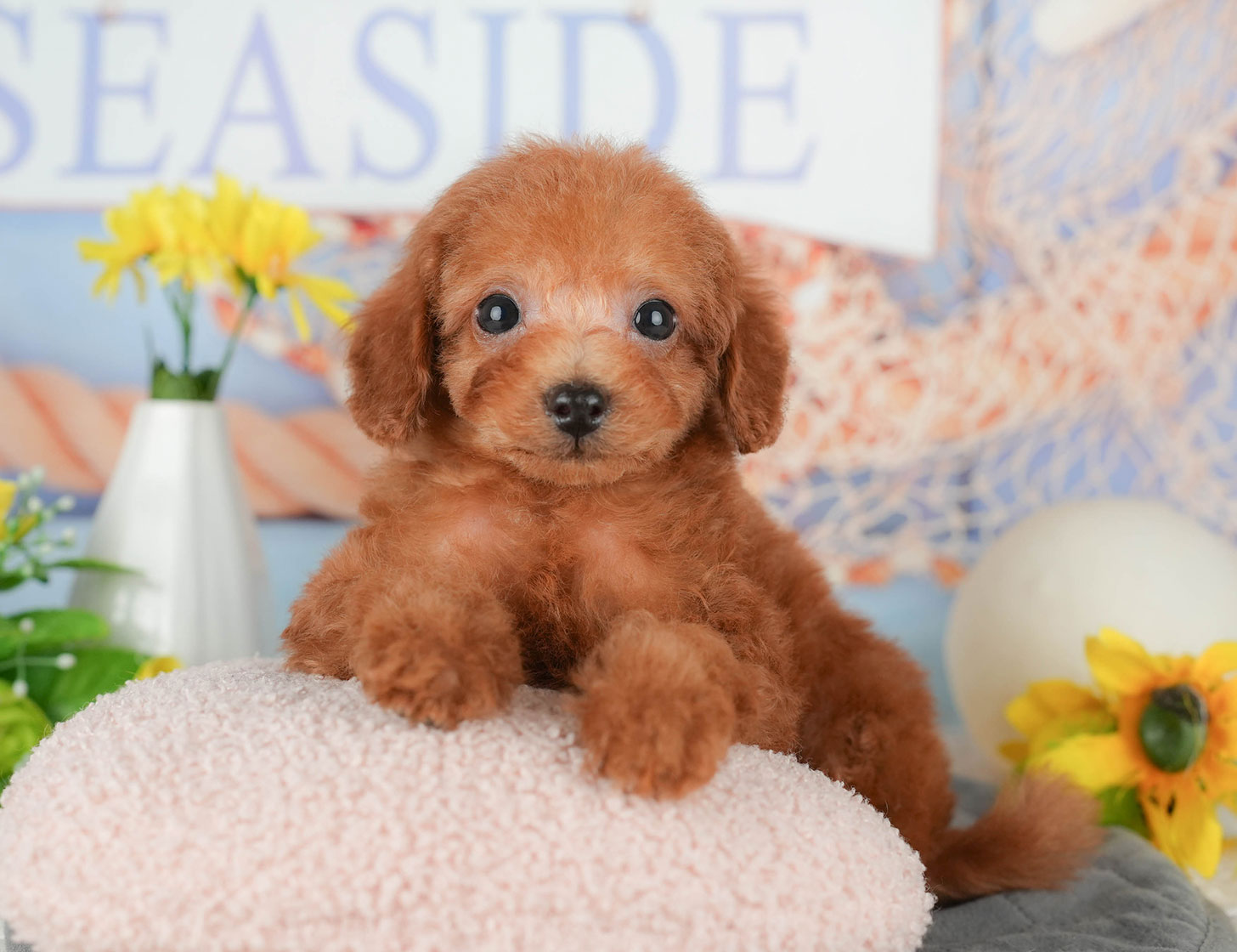 タイニー・プードル | 男の子 | レッド | 2025年10月5日