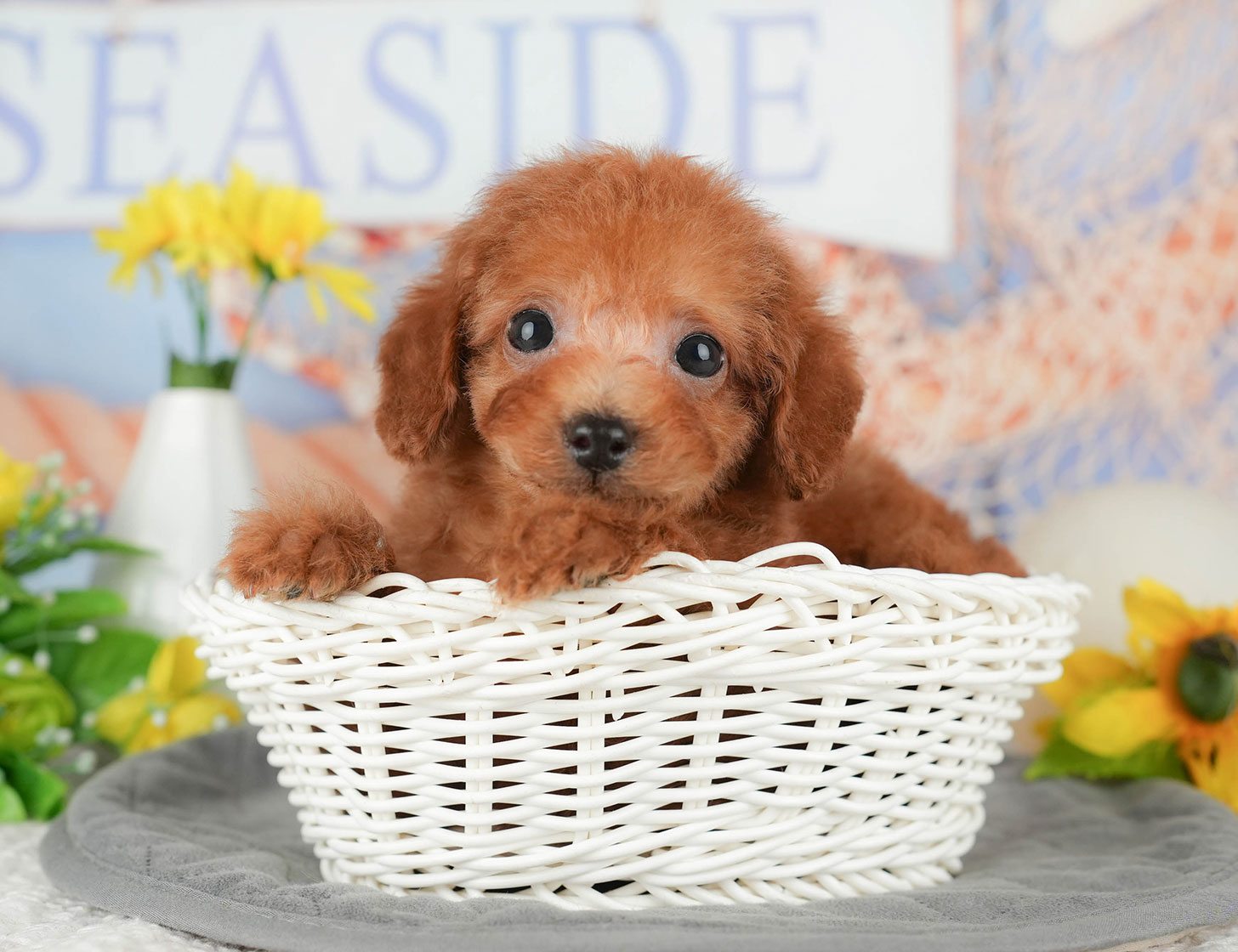 タイニー・プードル | 男の子 | レッド | 2025年10月5日