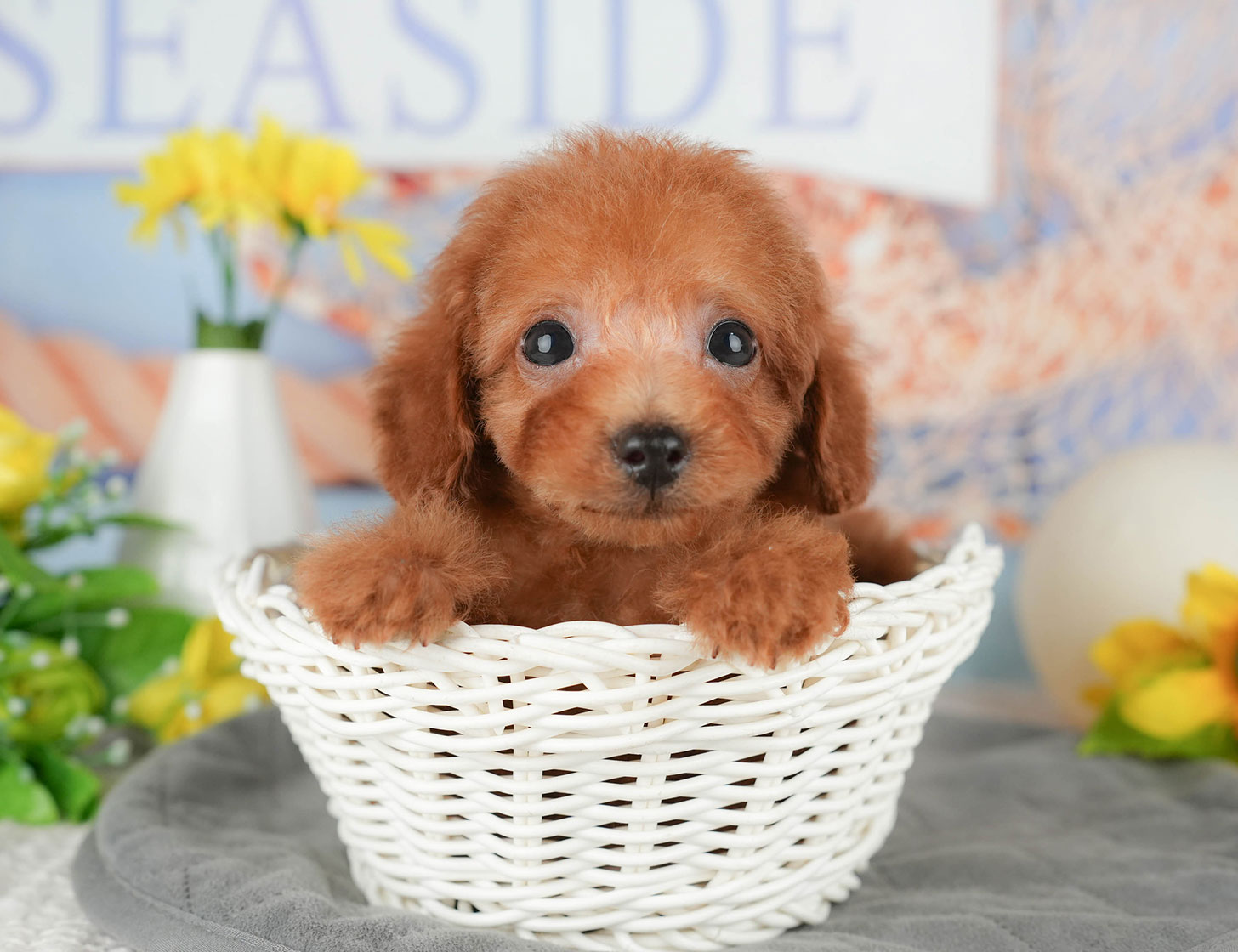 タイニー・プードル | 男の子 | レッド | 2025年10月5日