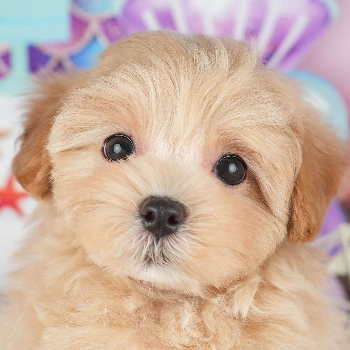 マルプー | 女の子 | アプリコット | 2025年10月7日