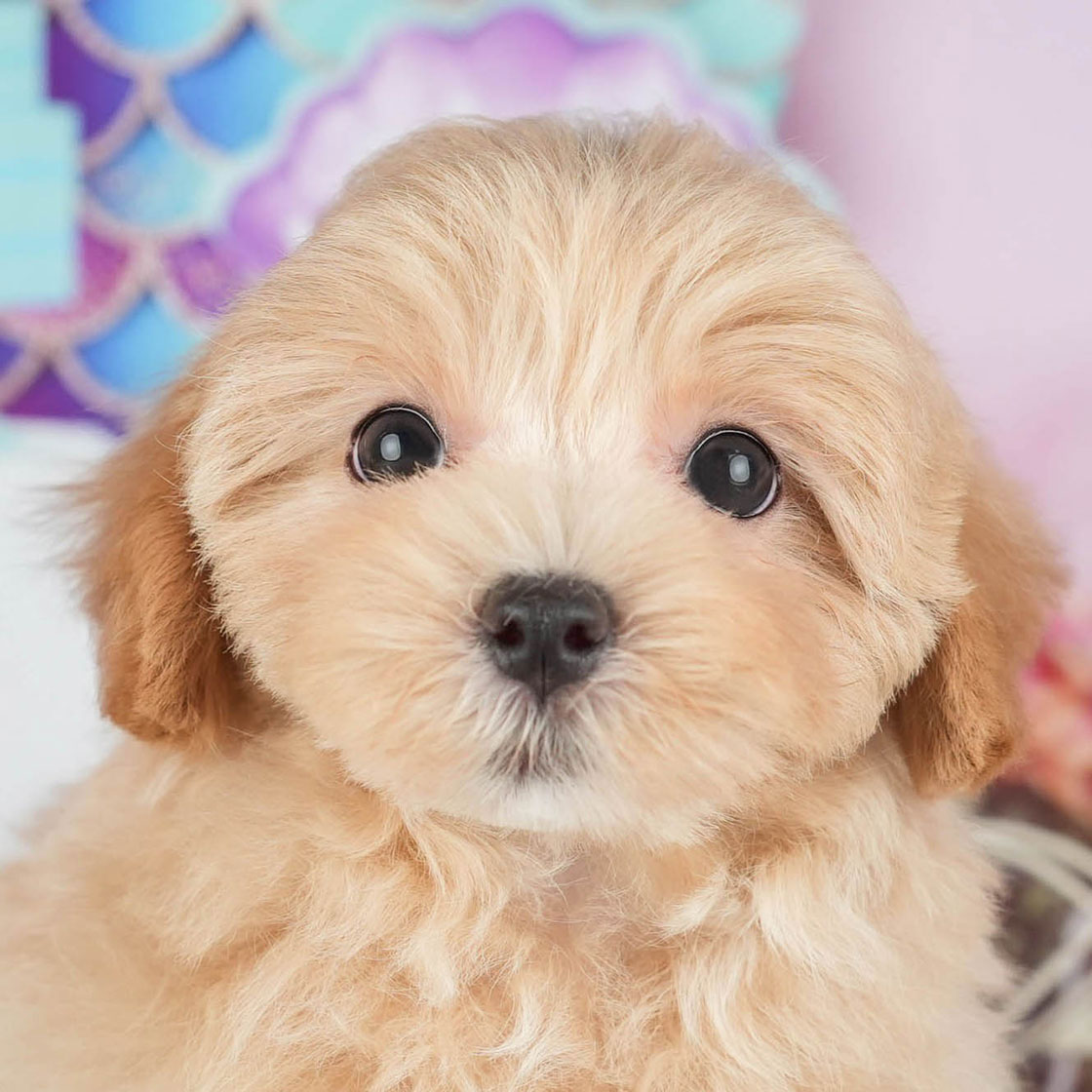 マルプー | 女の子 | アプリコット | 2025年10月7日