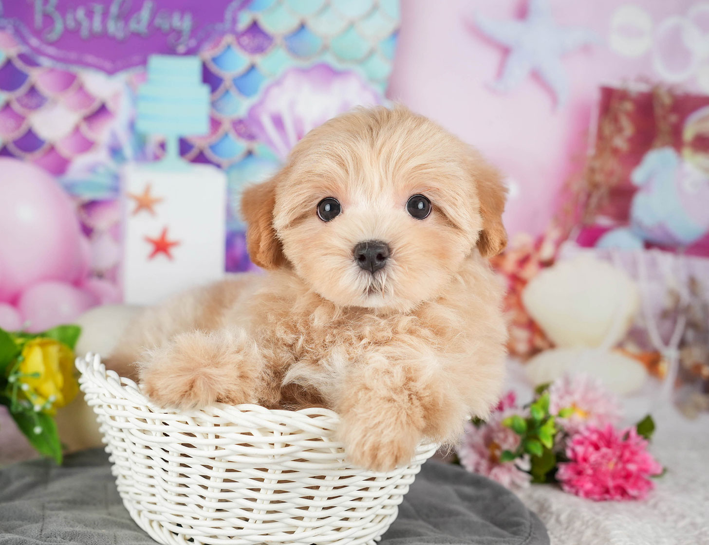 マルプー | 女の子 | アプリコット | 2025年10月7日