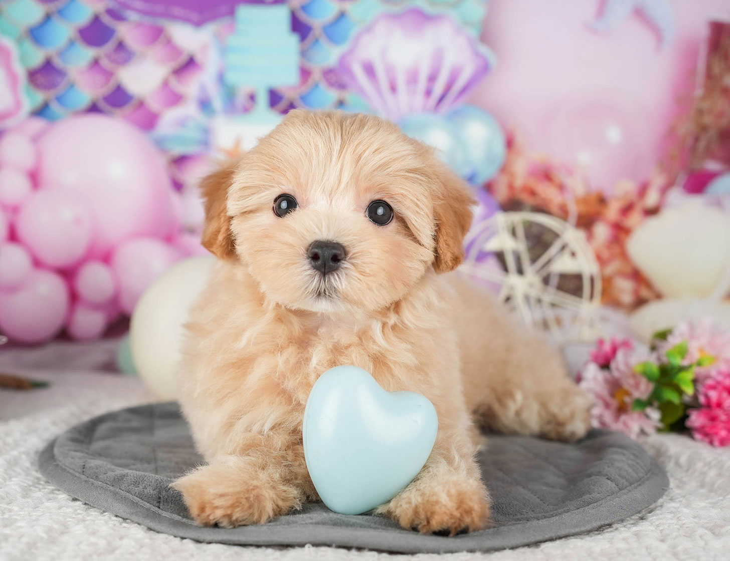 マルプー | 女の子 | アプリコット | 2025年10月7日