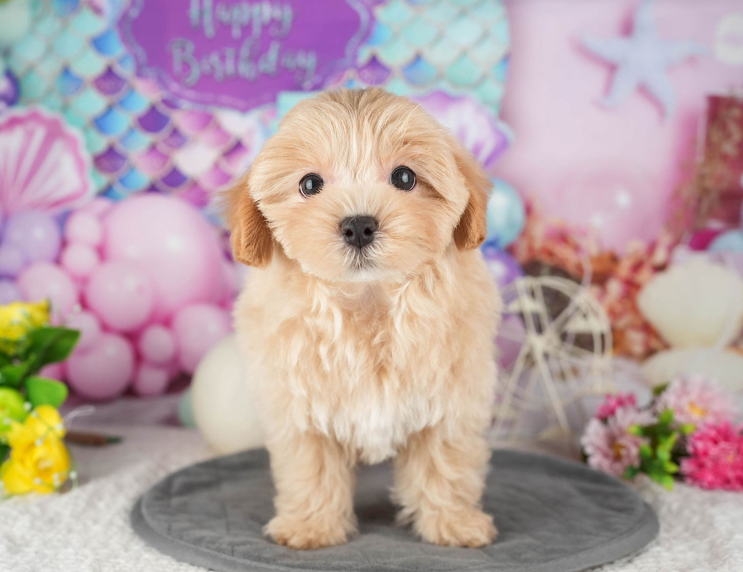 マルプー | 女の子 | アプリコット | 2025年10月7日