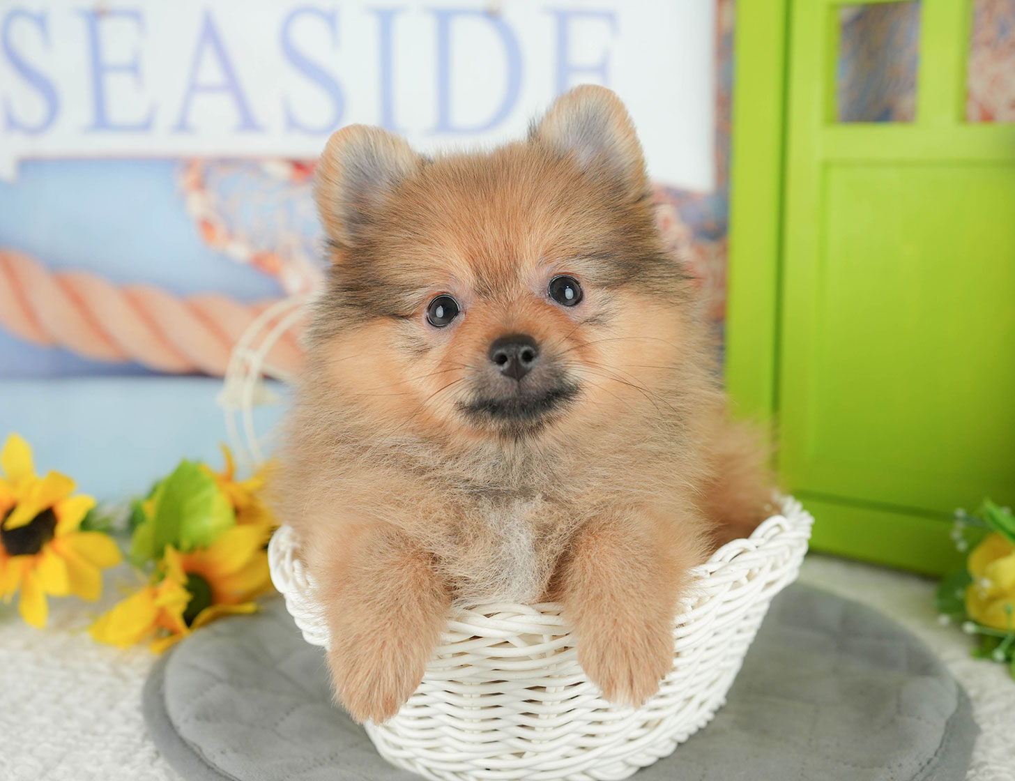 ポメラニアン | 女の子 | オレンジ | 2025年10月7日