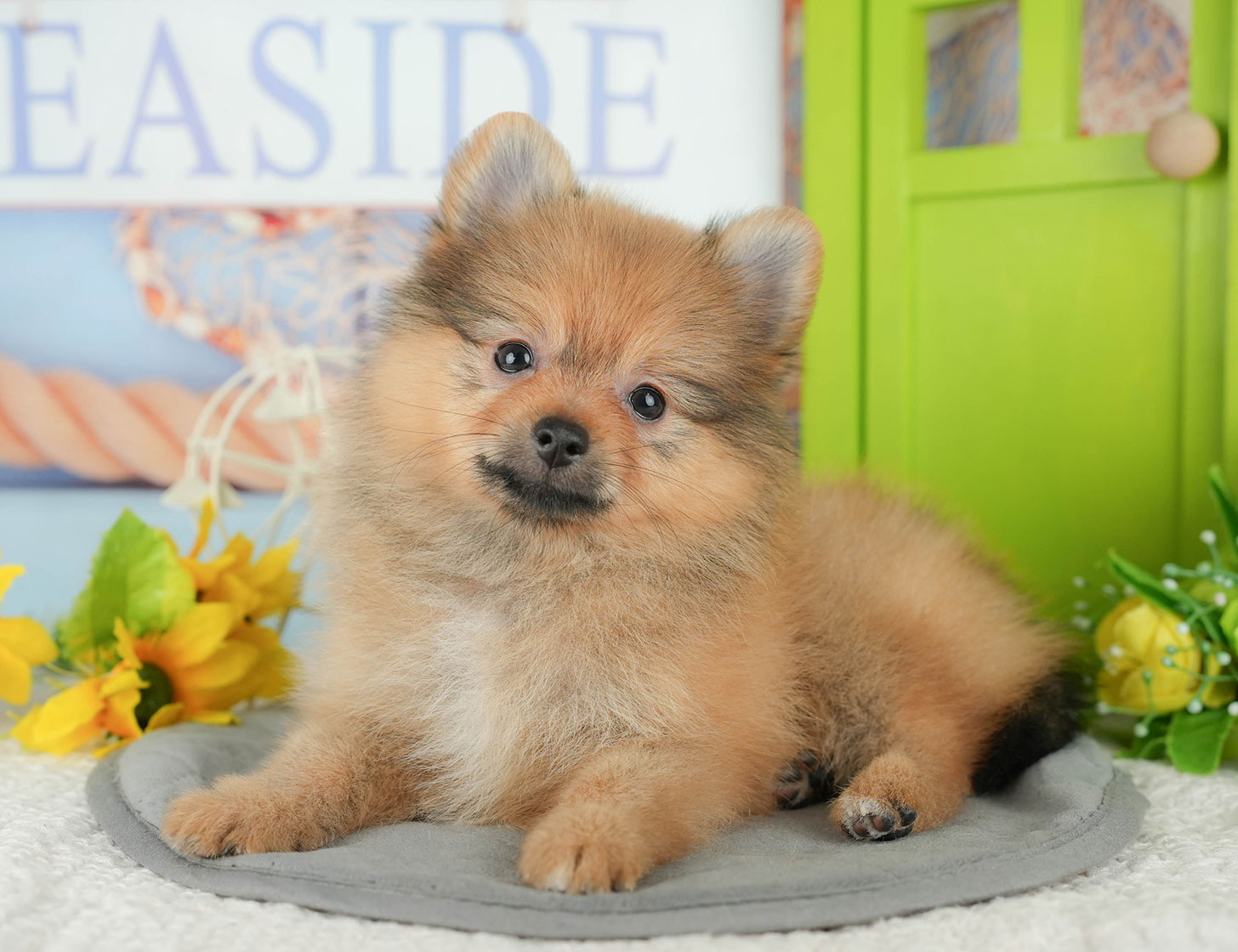 ポメラニアン | 女の子 | オレンジ | 2025年10月7日