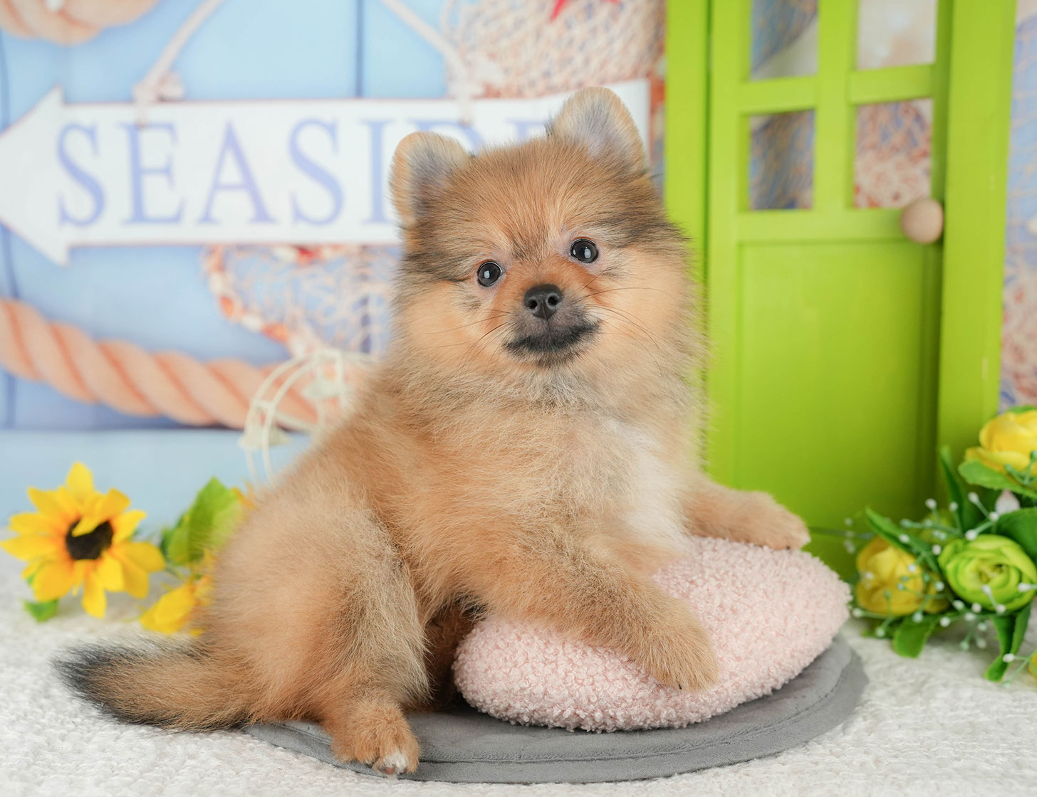 ポメラニアン | 女の子 | オレンジ | 2025年10月7日