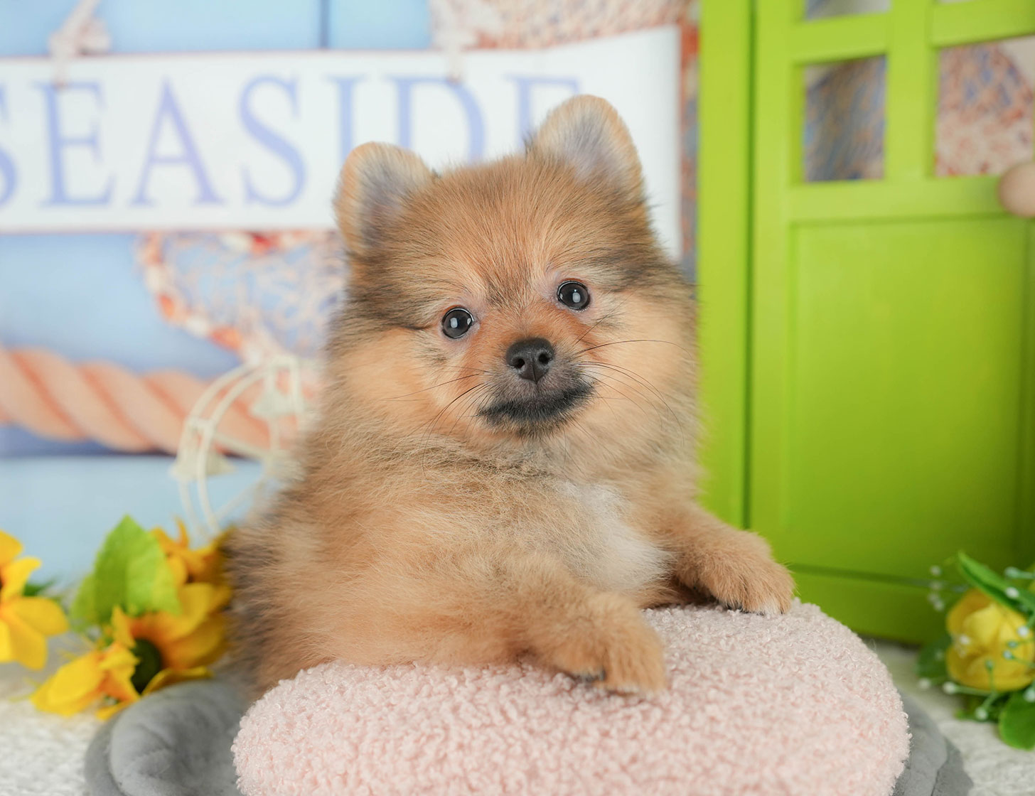 ポメラニアン | 女の子 | オレンジ | 2025年10月7日