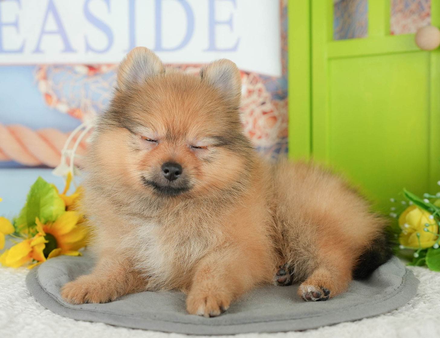 ポメラニアン | 女の子 | オレンジ | 2025年10月7日