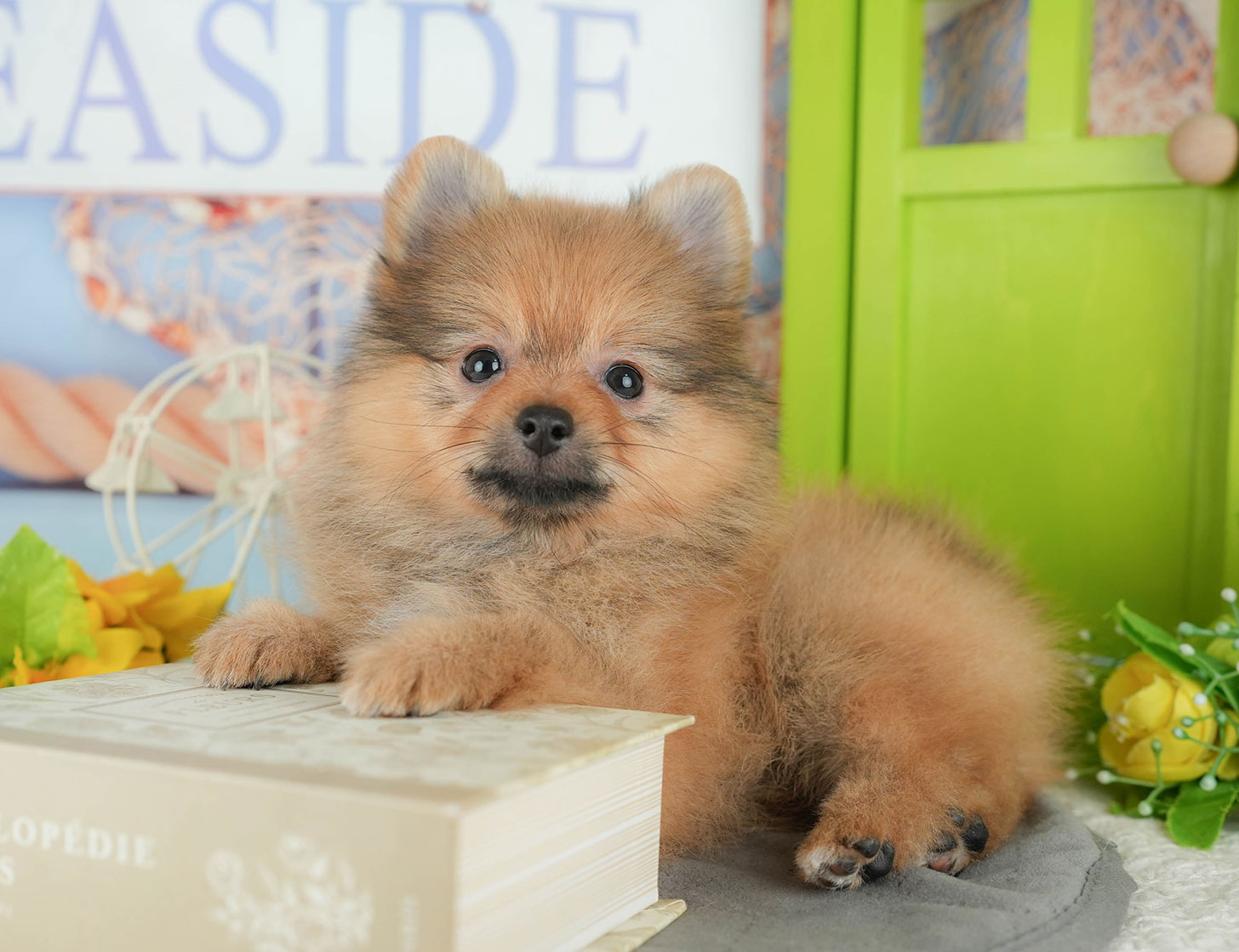 ポメラニアン | 女の子 | オレンジ | 2025年10月7日