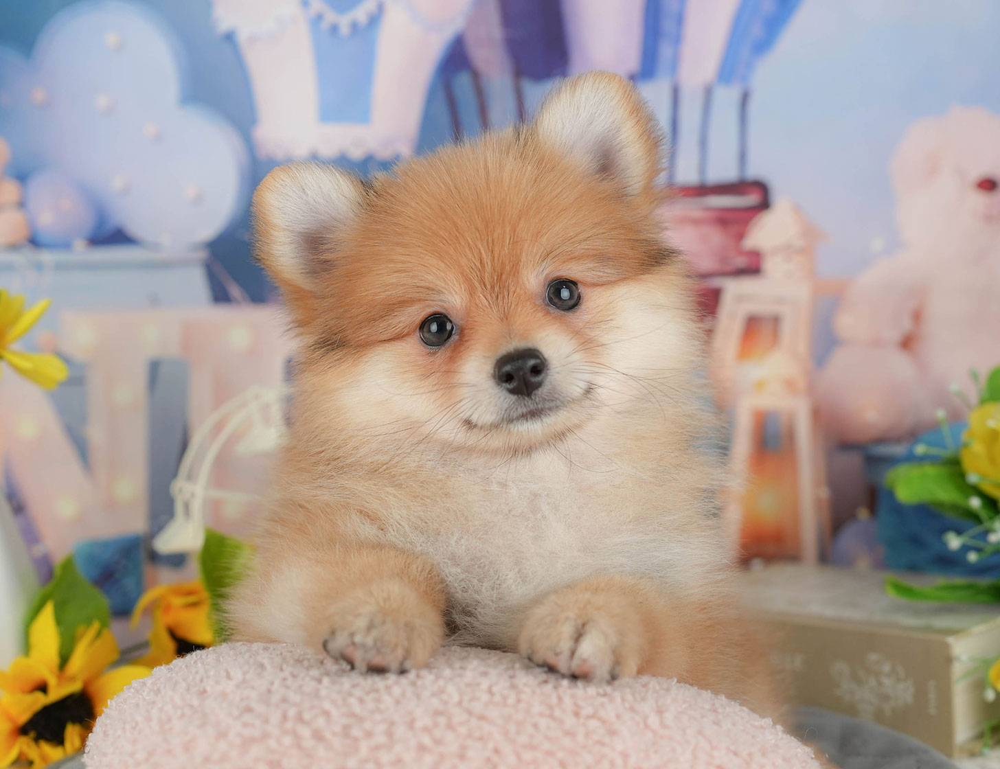 ポメラニアン | 女の子 | オレンジ | 2025年10月7日