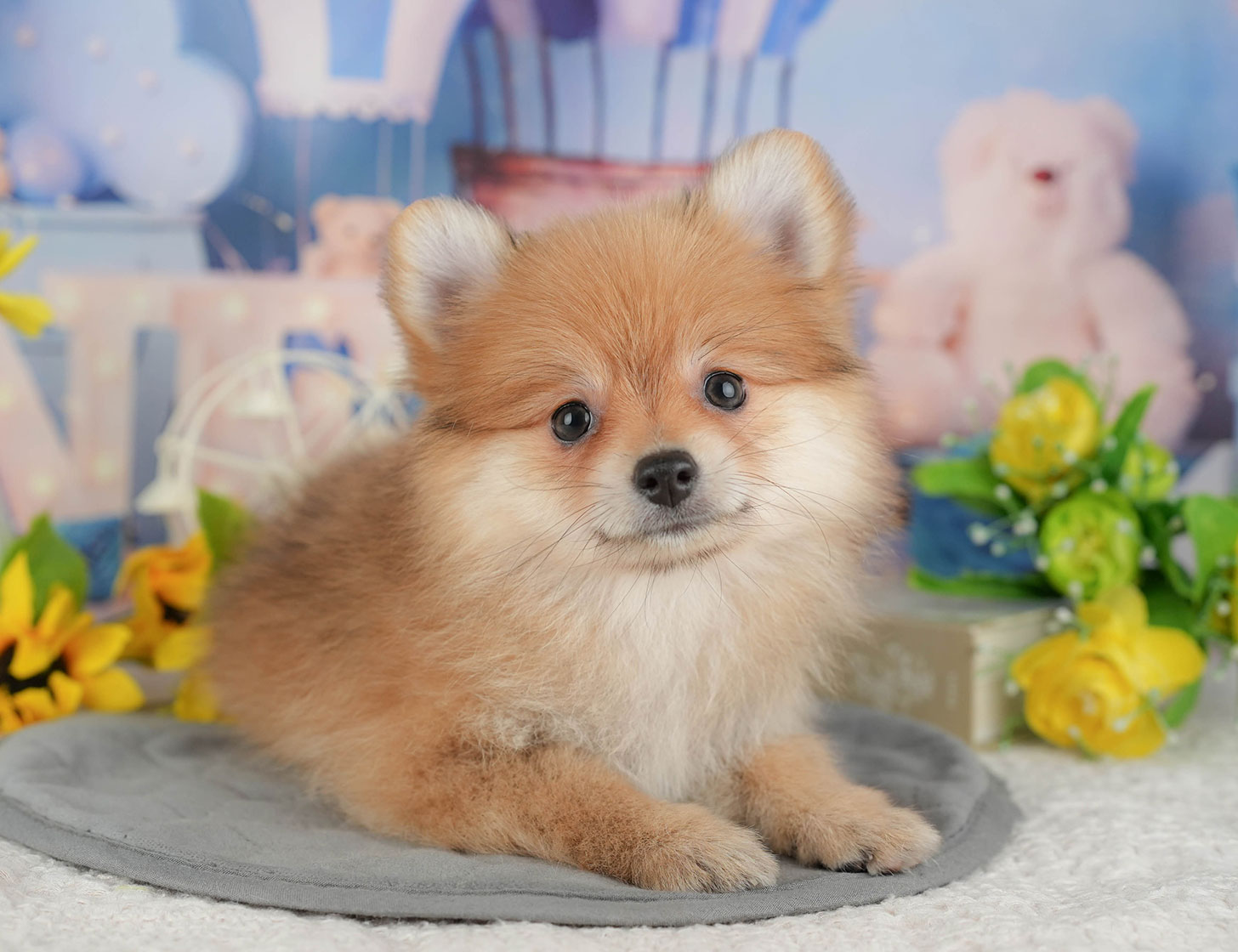 ポメラニアン | 女の子 | オレンジ | 2025年10月7日