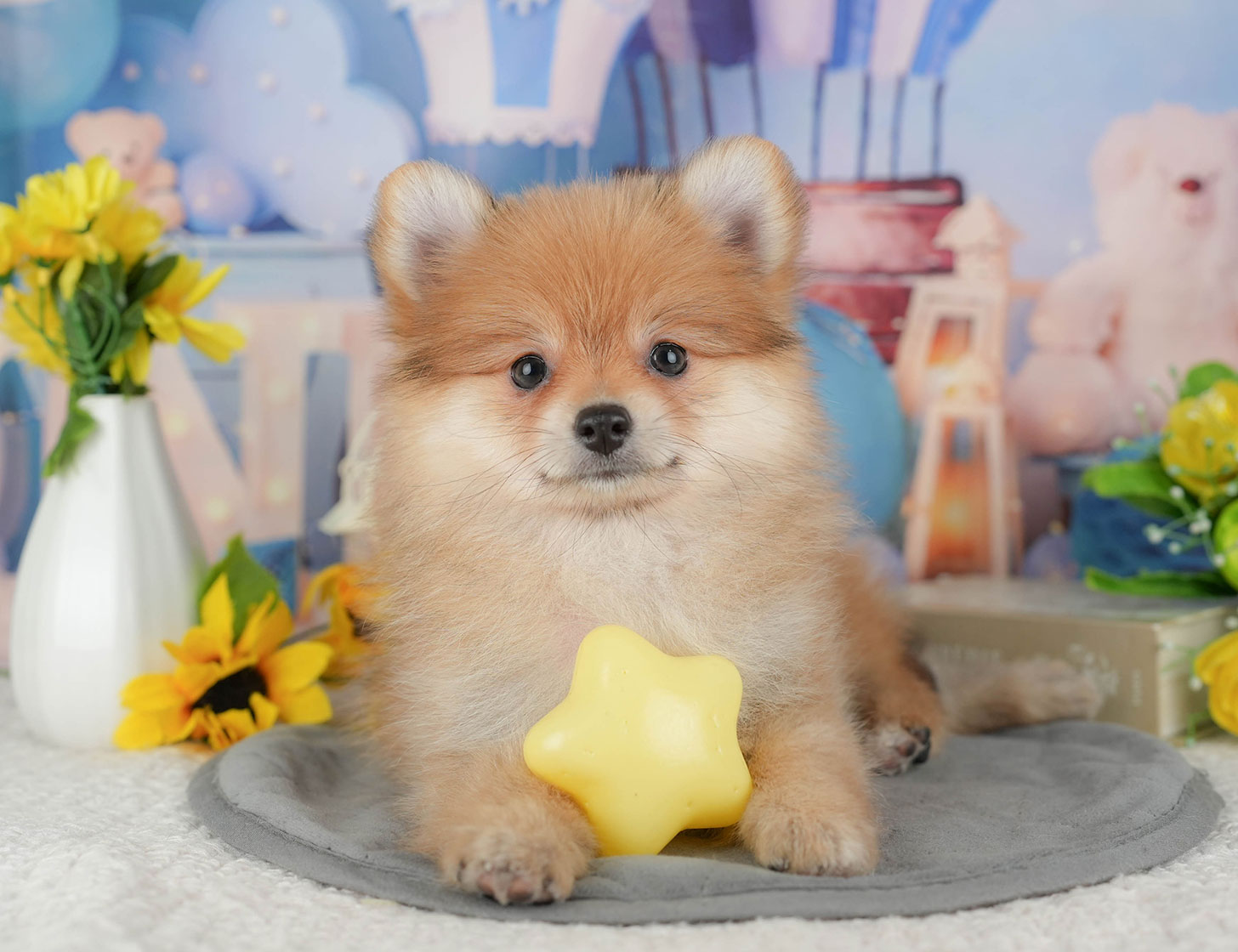 ポメラニアン | 女の子 | オレンジ | 2025年10月7日