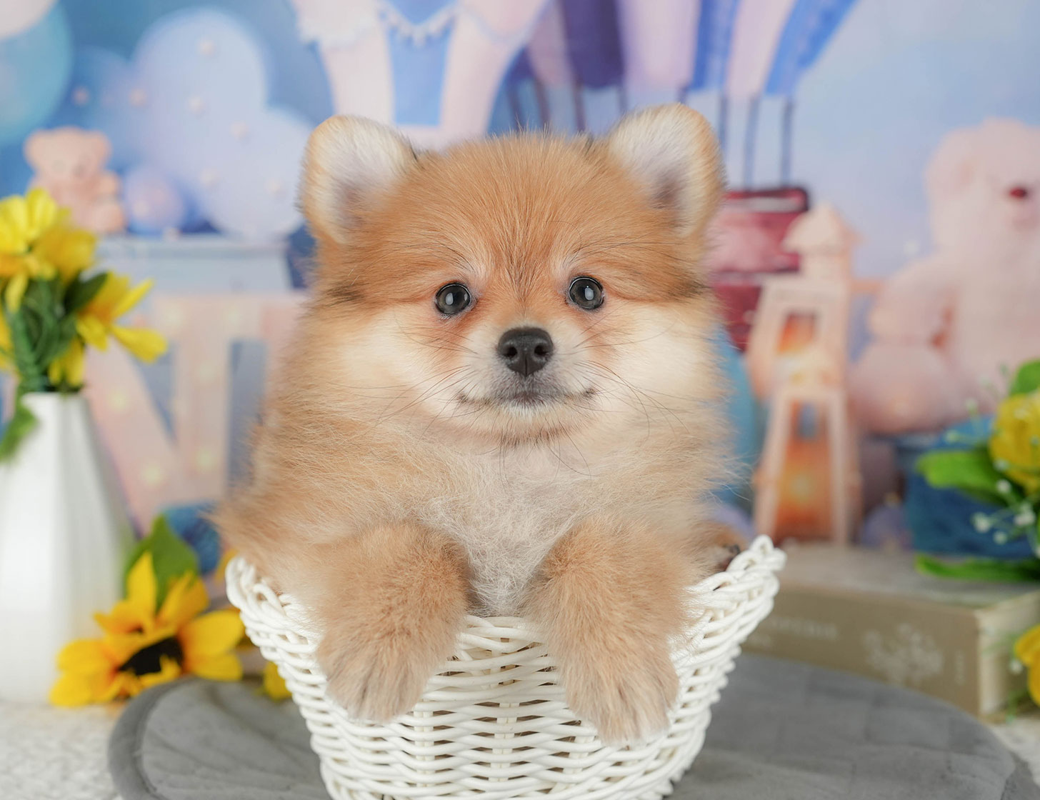 ポメラニアン | 女の子 | オレンジ | 2025年10月7日