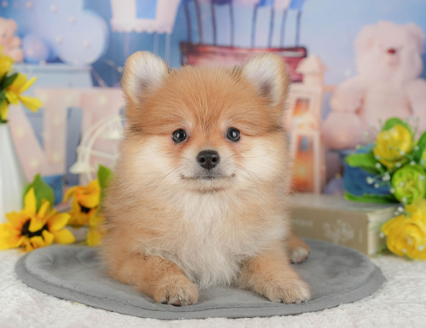 ポメラニアン | 女の子 | オレンジ | 2025年10月7日