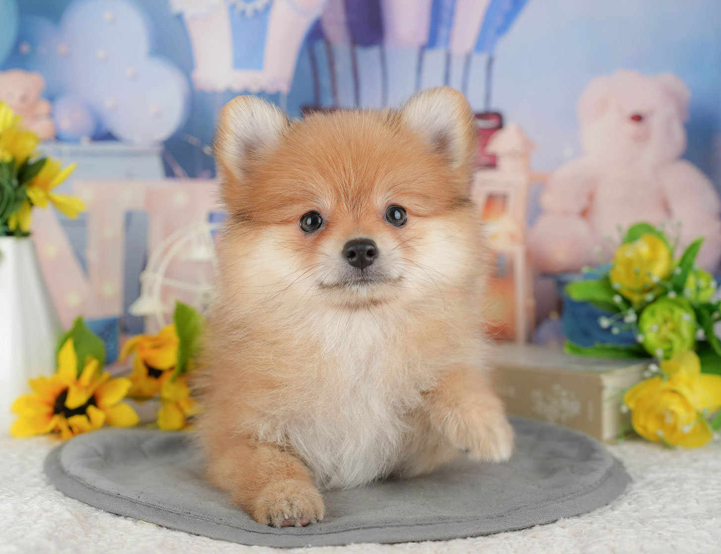 ポメラニアン | 女の子 | オレンジ | 2025年10月7日