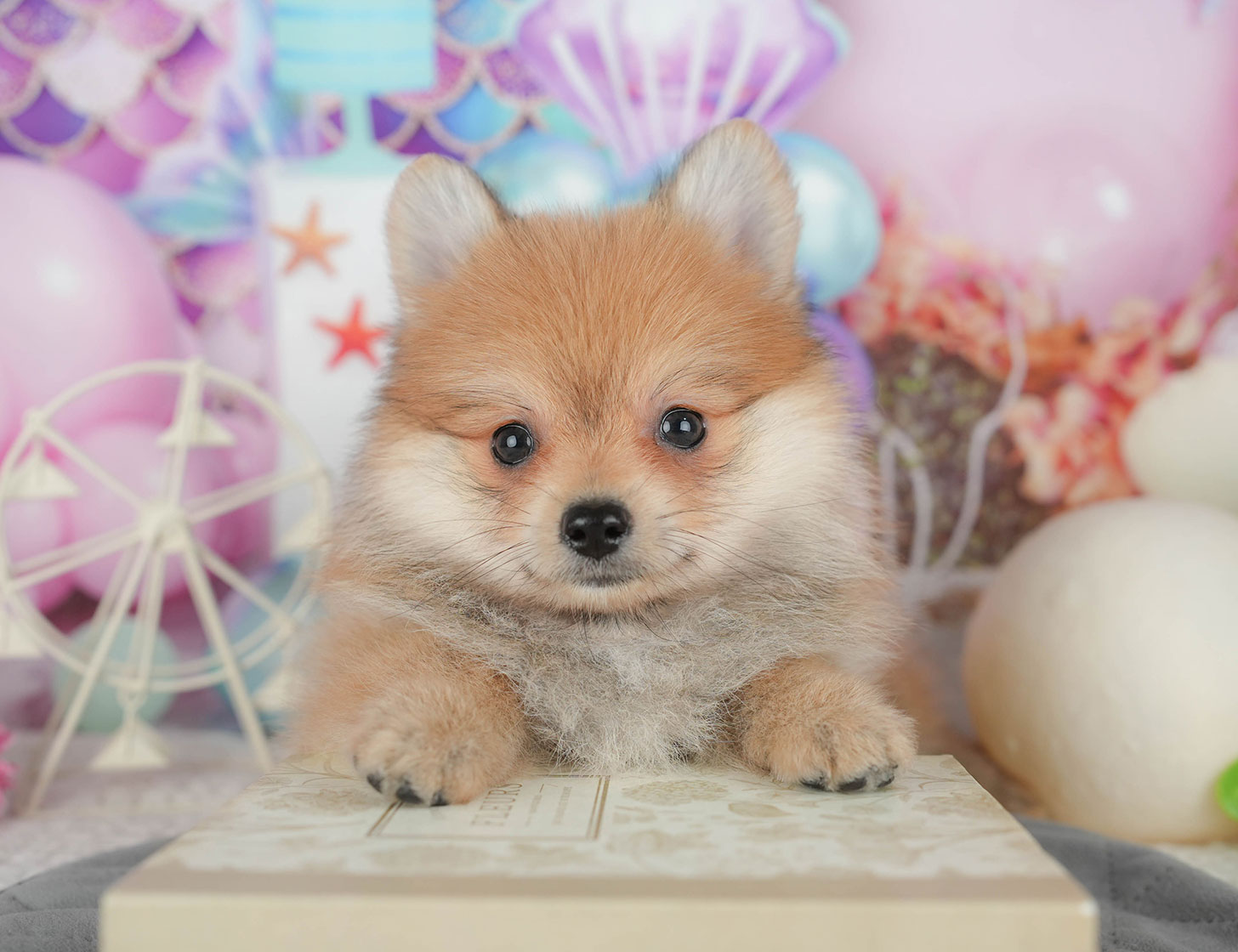 ポメラニアン | 女の子 | オレンジ | 2025年10月7日