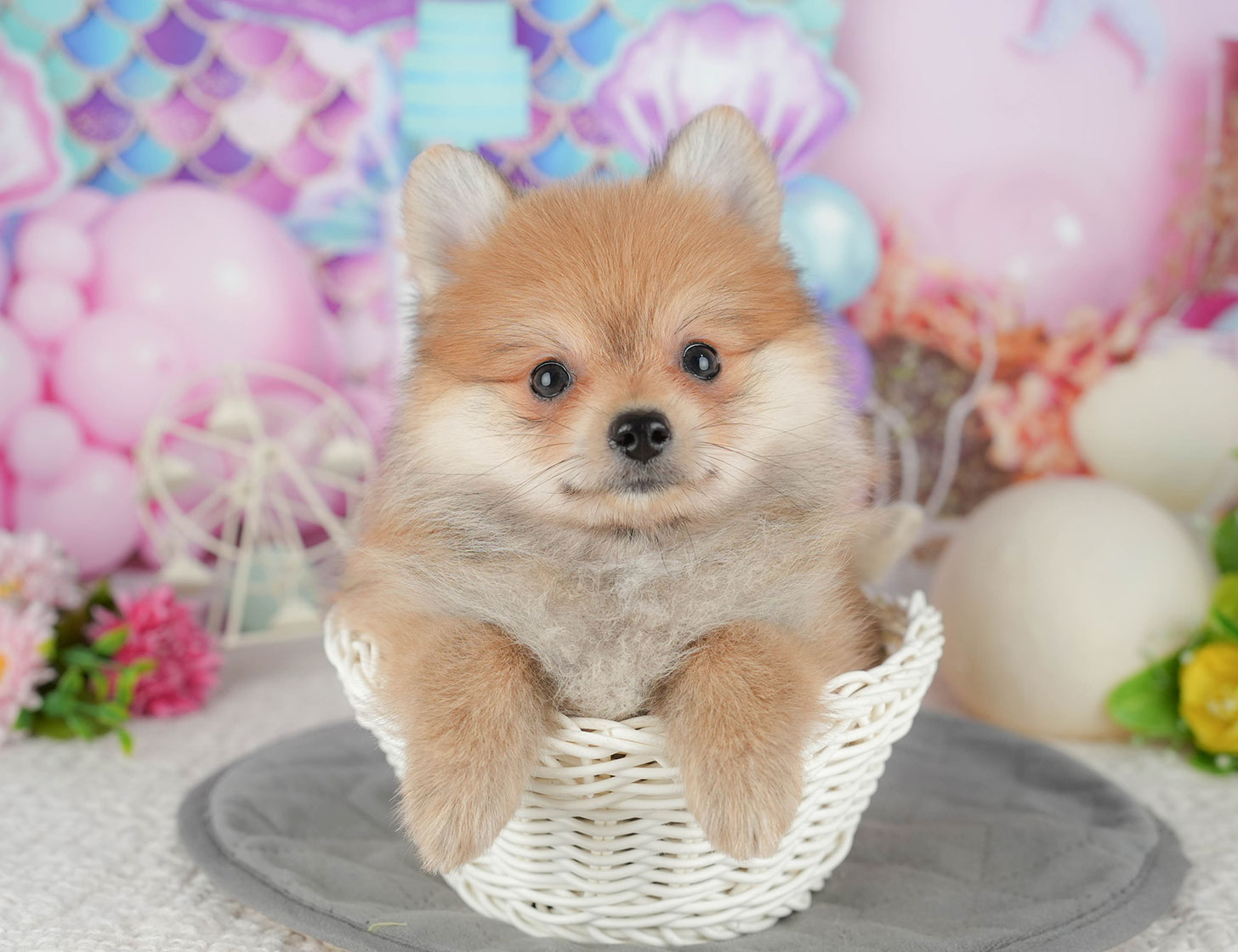 ポメラニアン | 女の子 | オレンジ | 2025年10月7日