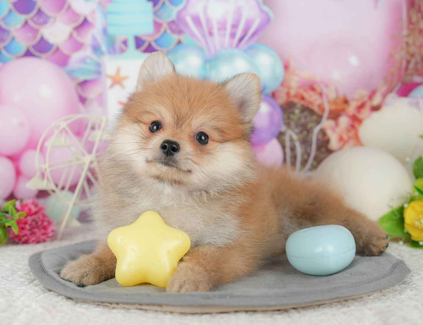 ポメラニアン | 女の子 | オレンジ | 2025年10月7日