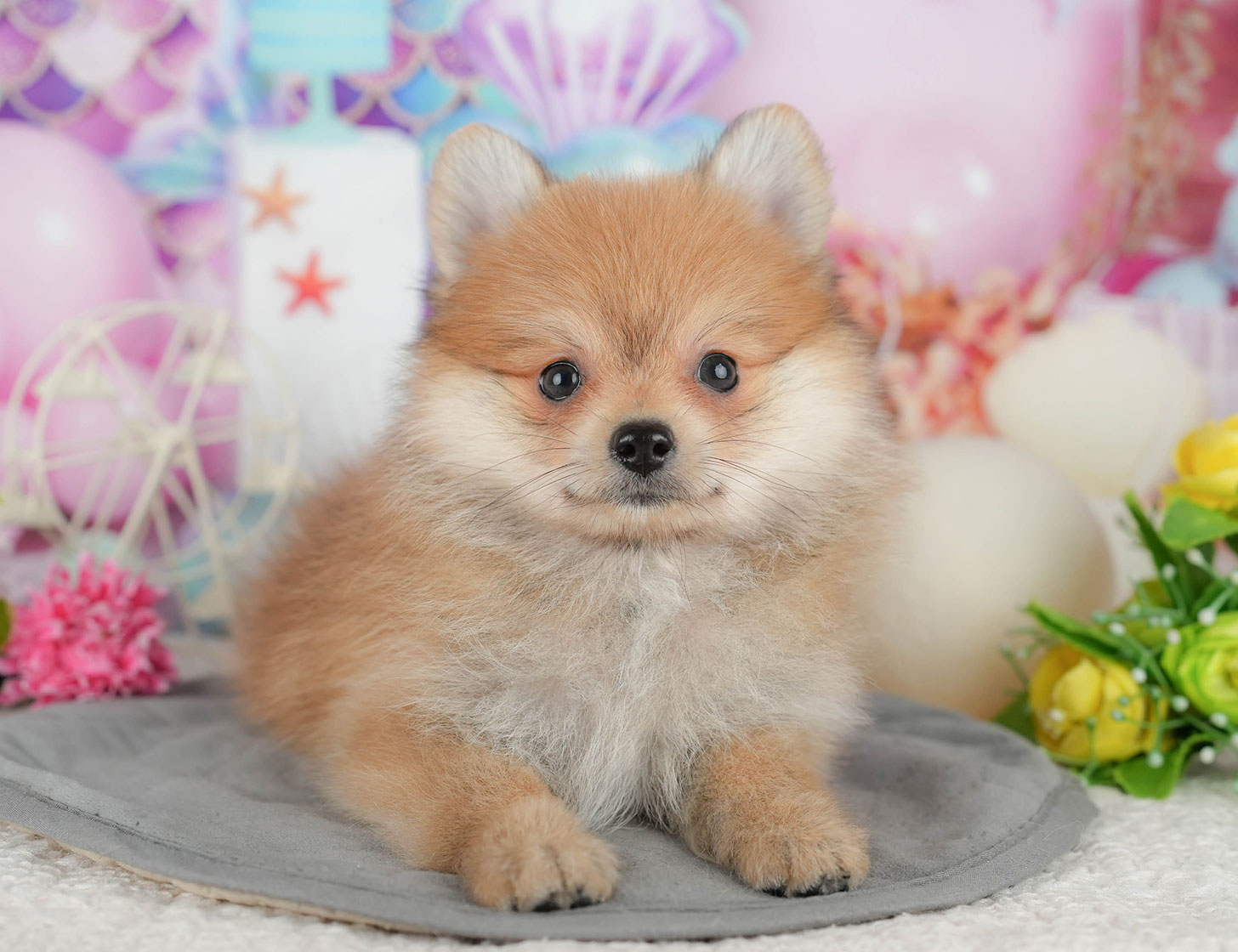 ポメラニアン | 女の子 | オレンジ | 2025年10月7日