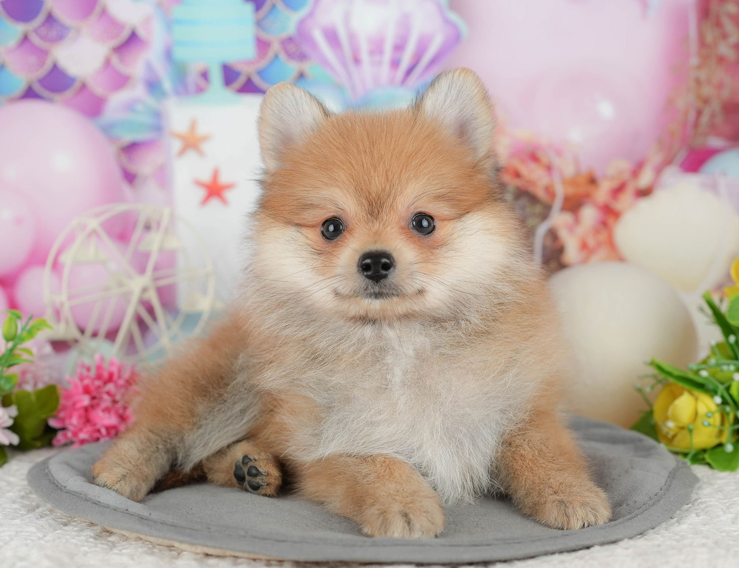 ポメラニアン | 女の子 | オレンジ | 2025年10月7日