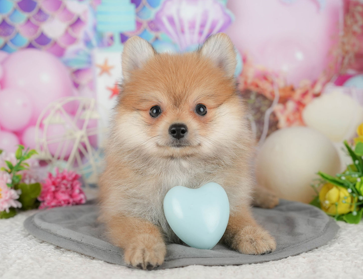 ポメラニアン | 女の子 | オレンジ | 2025年10月7日