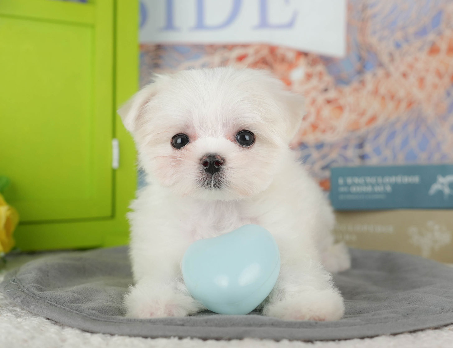 マルチーズ | 女の子 | ホワイト | 2025年10月8日