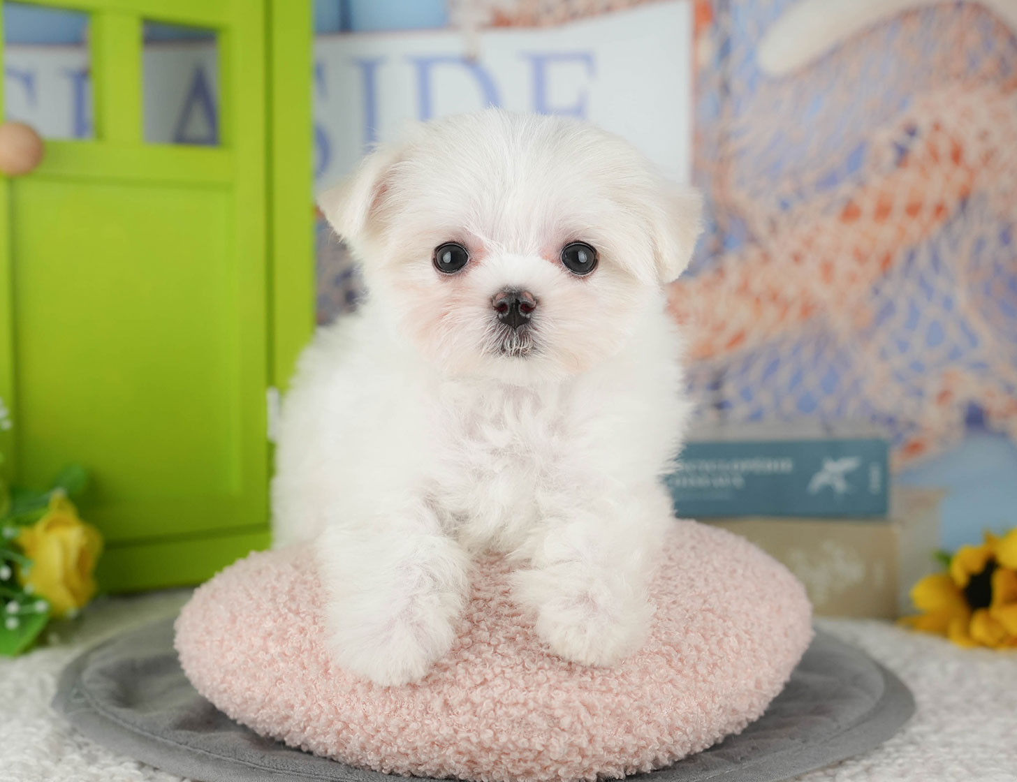 マルチーズ | 女の子 | ホワイト | 2025年10月8日