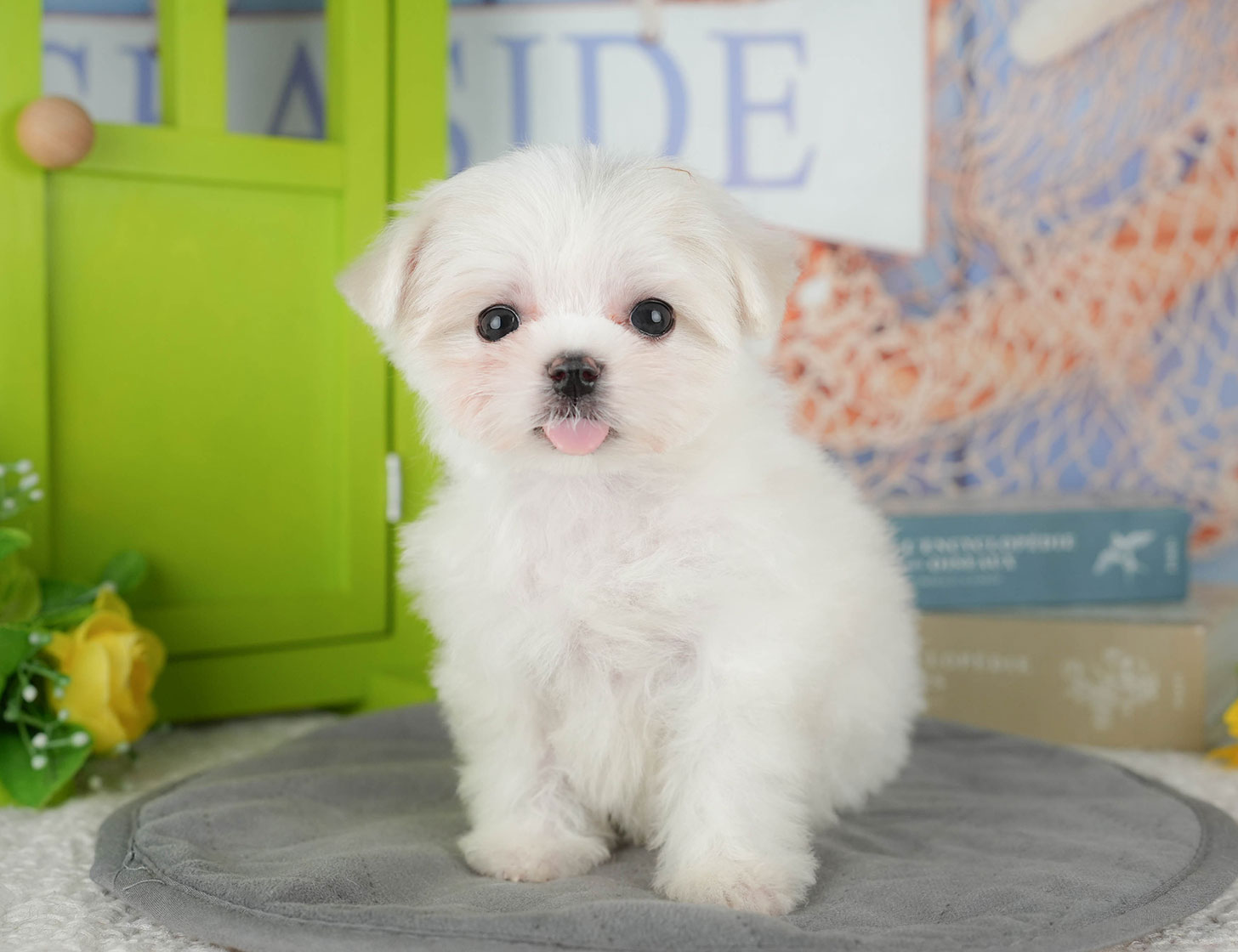 マルチーズ | 女の子 | ホワイト | 2025年10月8日