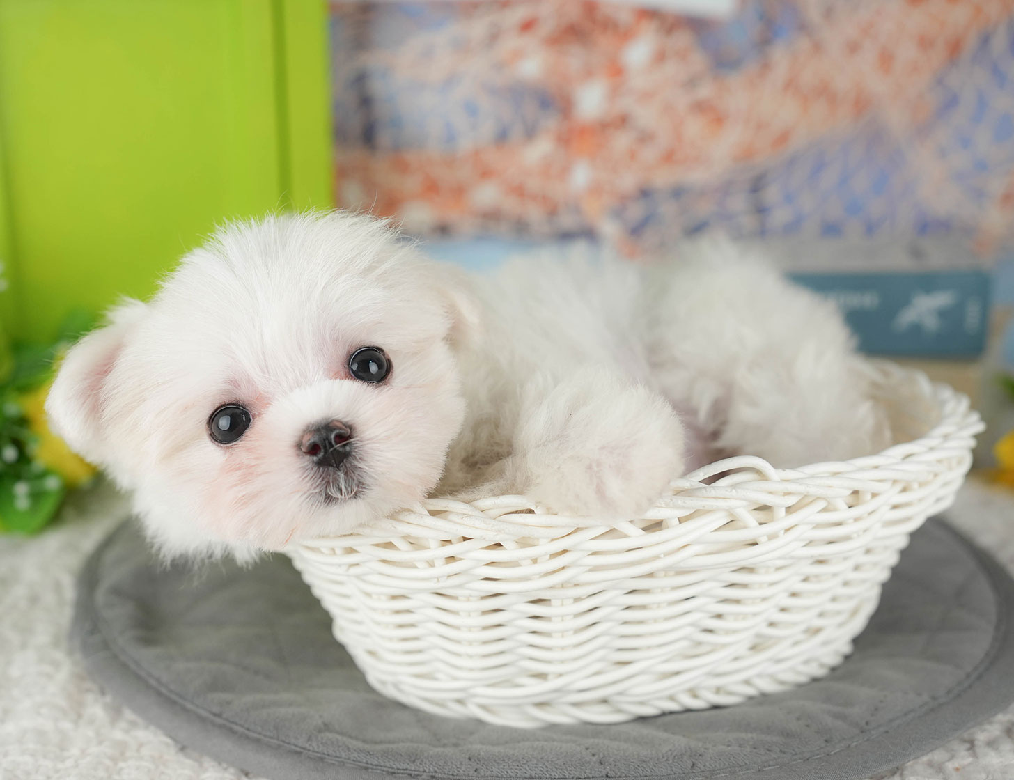 マルチーズ | 女の子 | ホワイト | 2025年10月8日