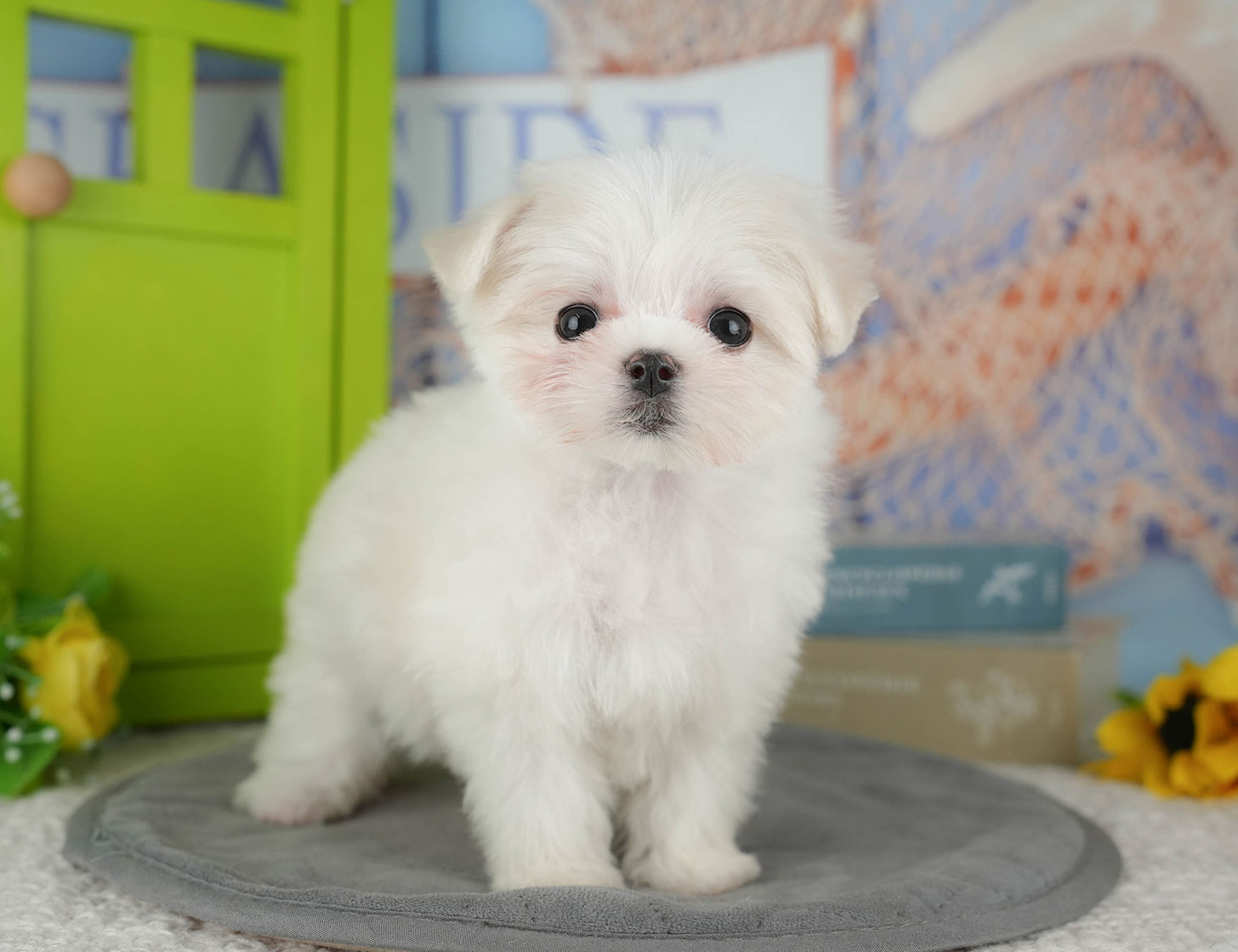 マルチーズ | 女の子 | ホワイト | 2025年10月8日